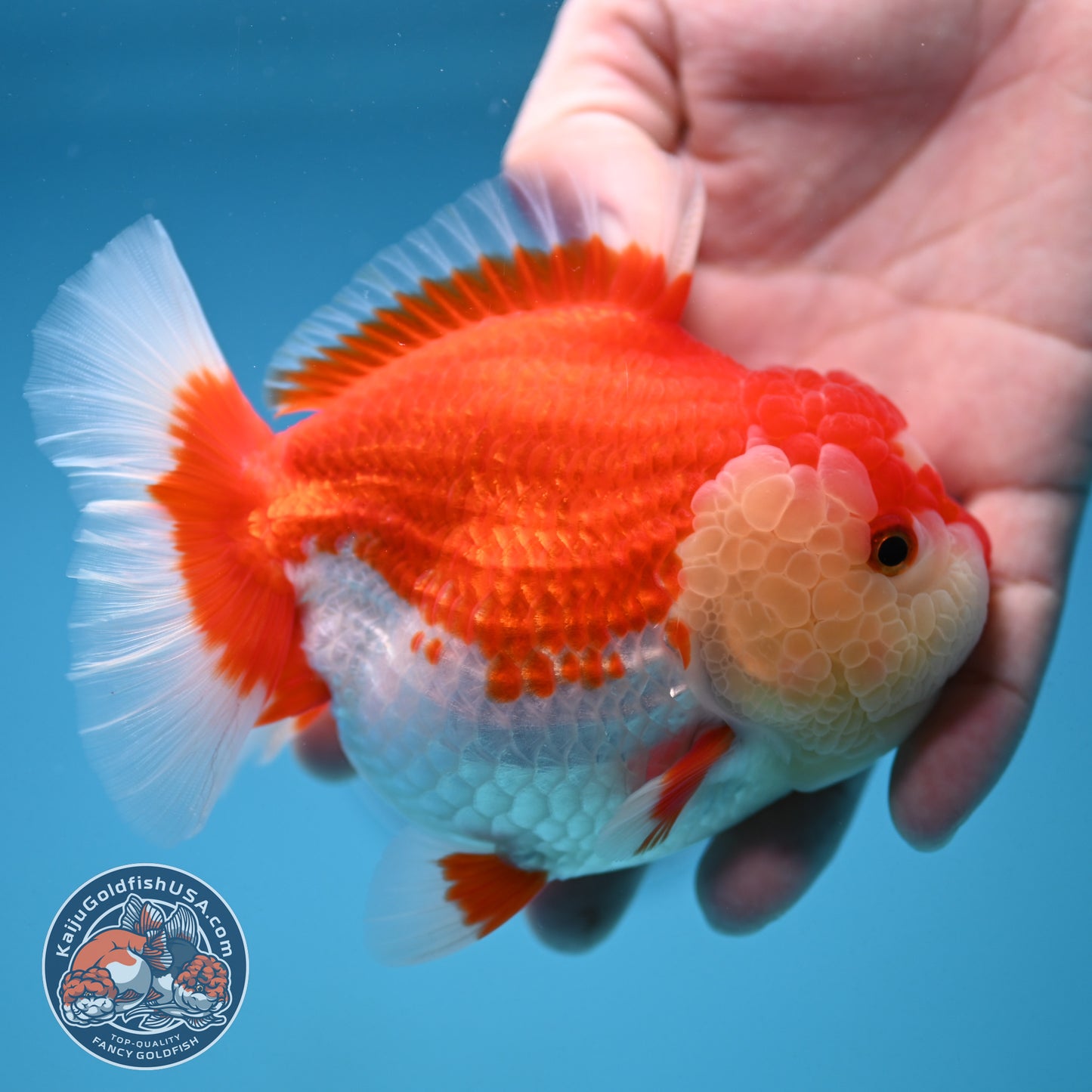Red White Oranda 4 inch Body (250912_OR16)