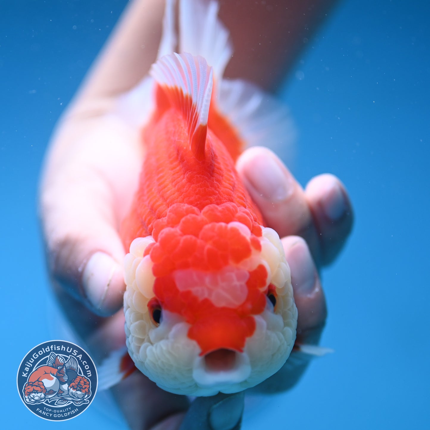 Red White Oranda 4 inch Body (250912_OR16)