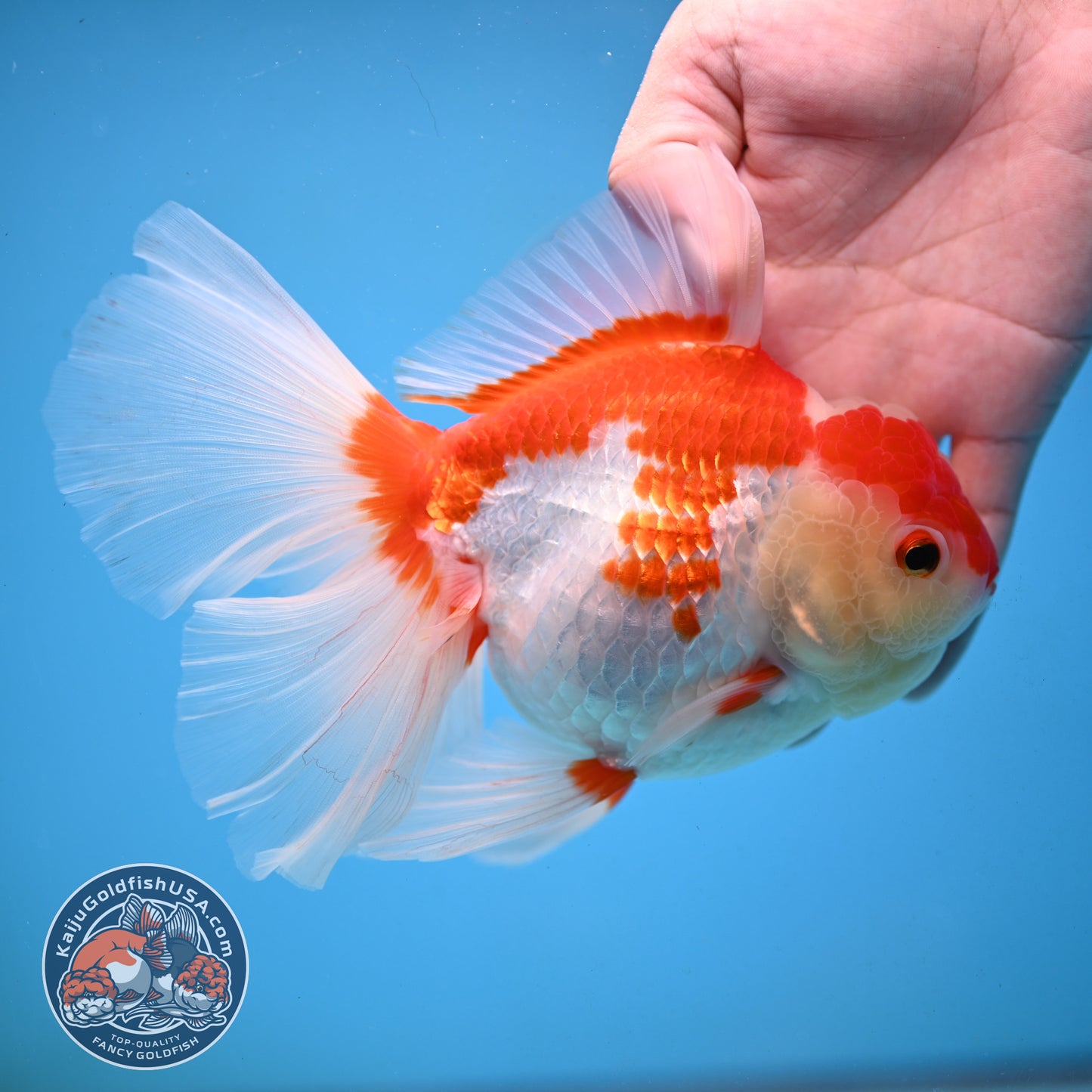 Red White Orchid Tail Oranda 4.5 inch Body (251003_OR16)