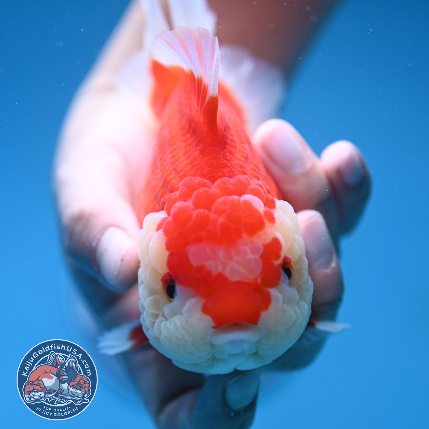 Red White Oranda 4 inch Body (250912_OR16)