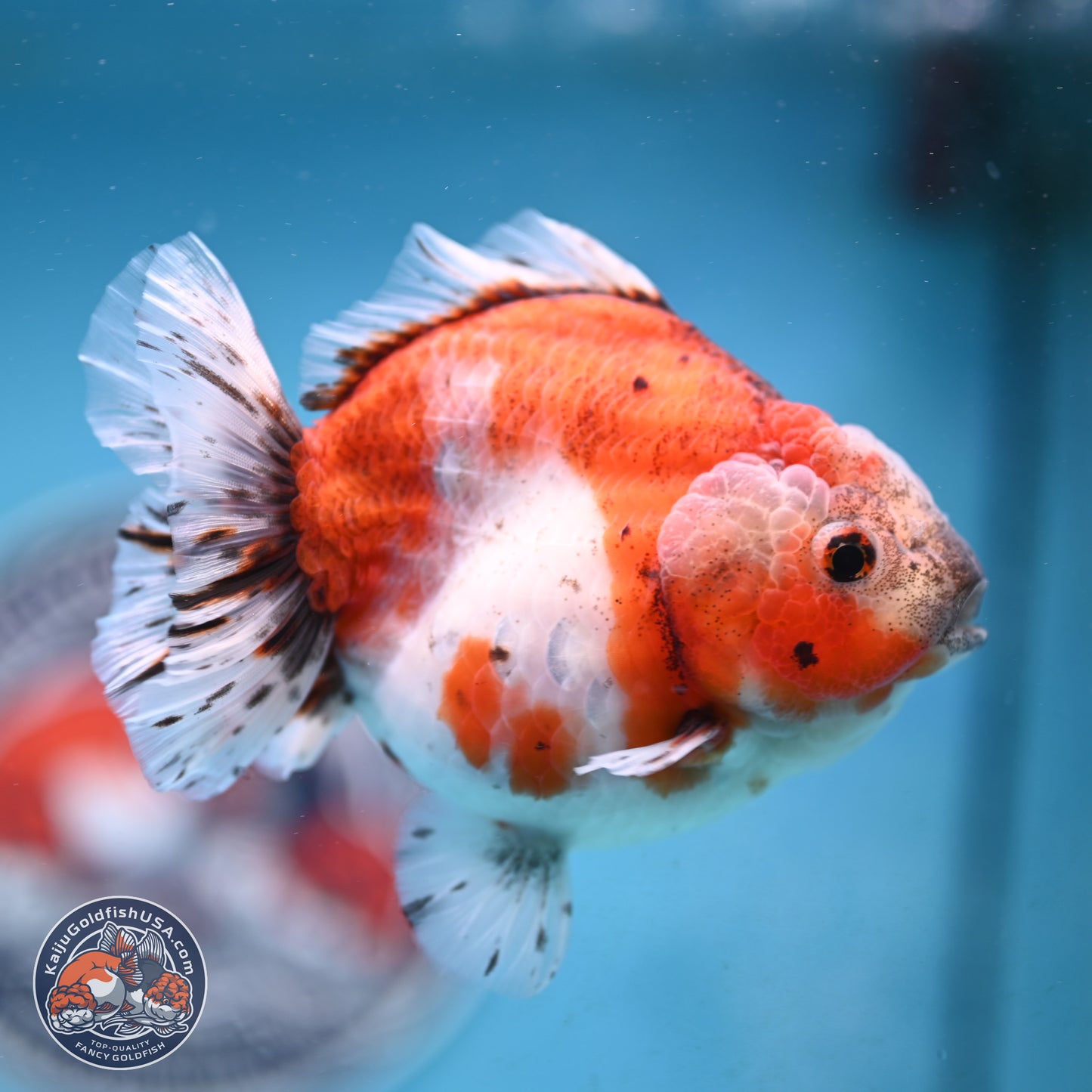 Shogun Tricolor Sakura Oranda 4 inches Body - Female(250131_OR16)