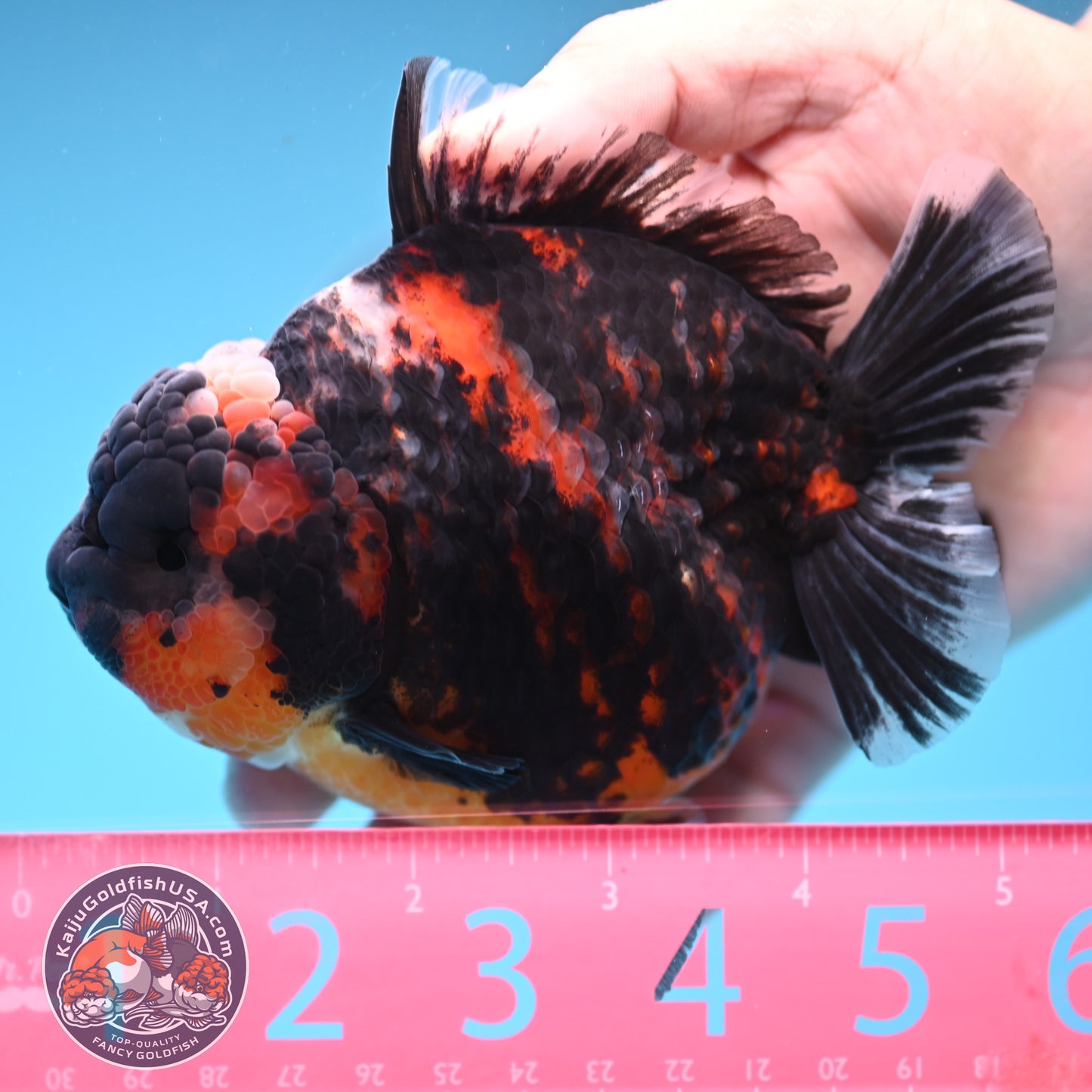 Heavy Ink Tiger Oranda 4 inch Body (250905_OR16)