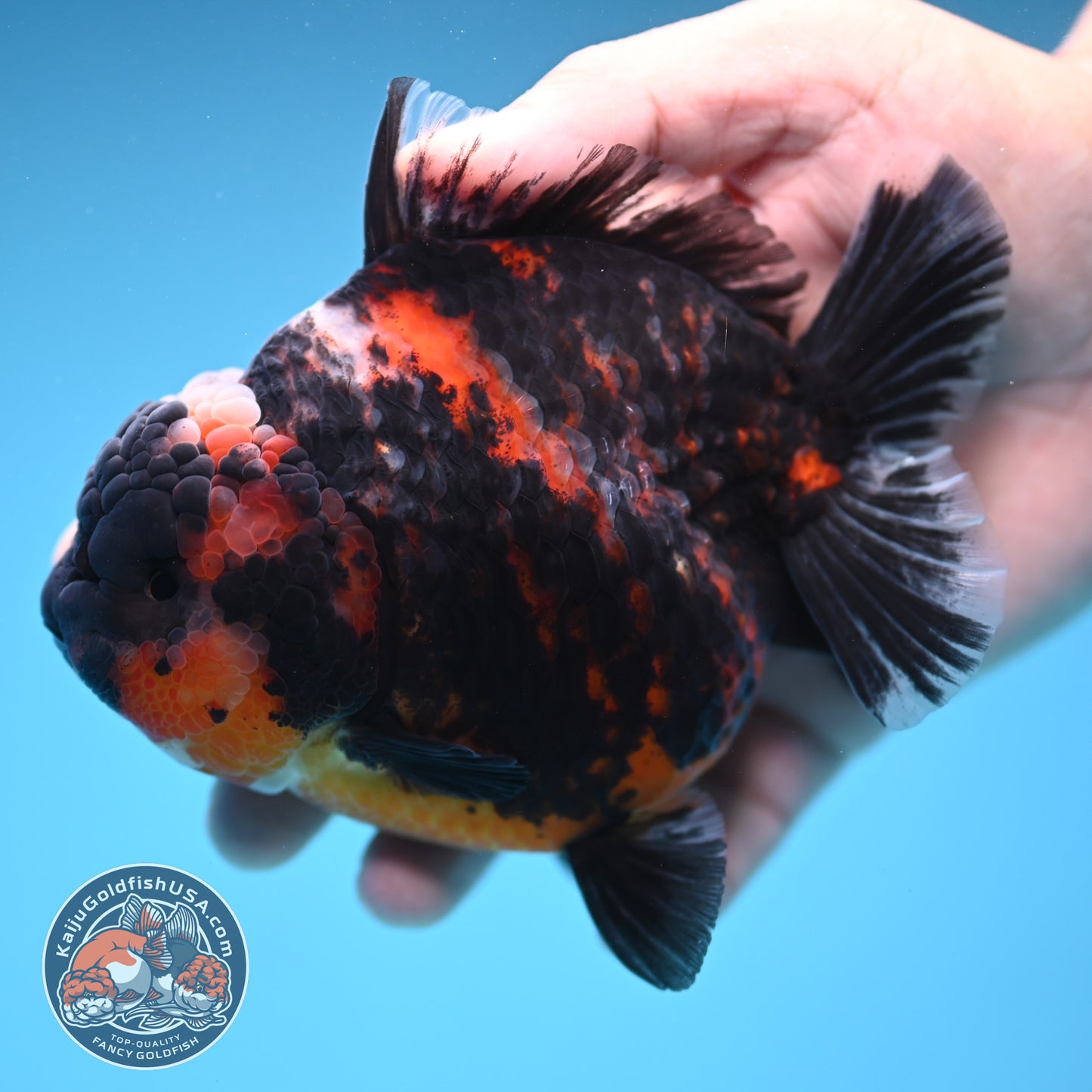 Heavy Ink Tiger Oranda 4 inch Body (250905_OR16)