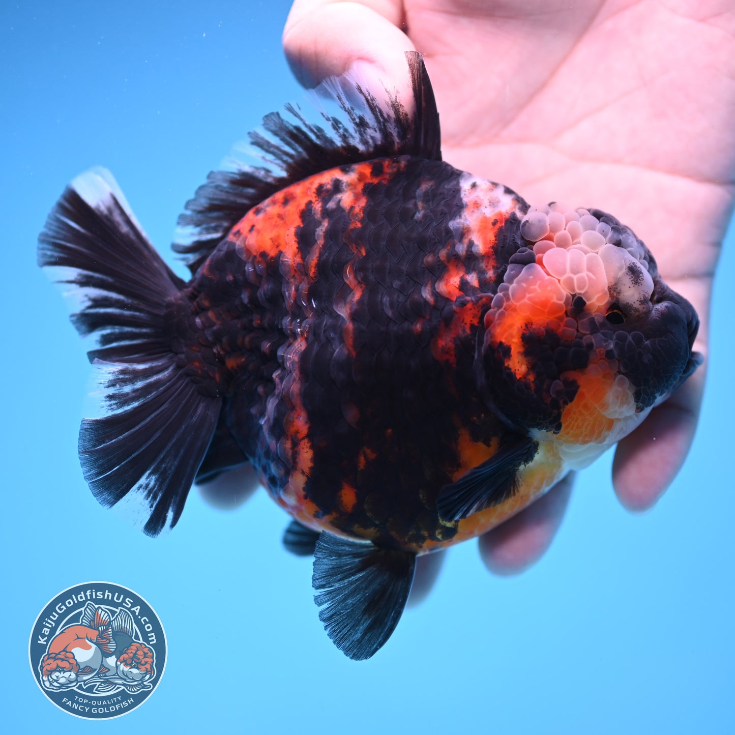 Heavy Ink Tiger Oranda 4 inch Body (250905_OR16)