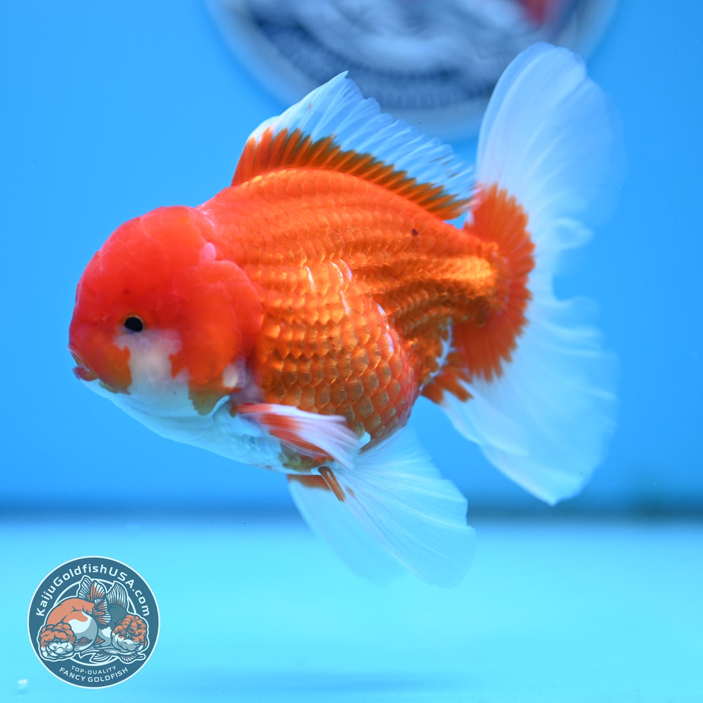 Red White Rose Tail Oranda 4 inches Body - Male (250418_OR16)