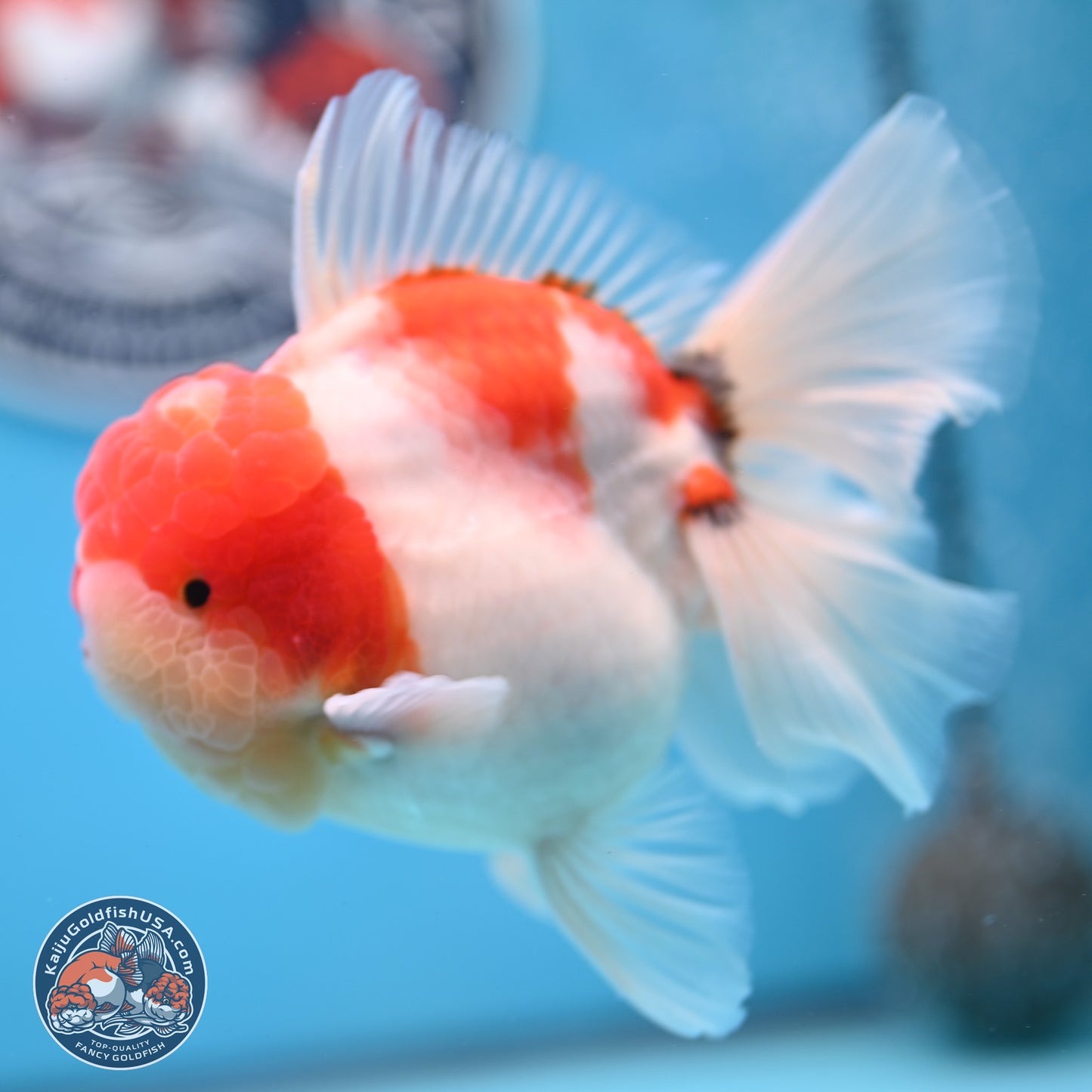 Tricolor Sakura Rose Tail Oranda 3.5 inches Body - Male (250214_OR16)