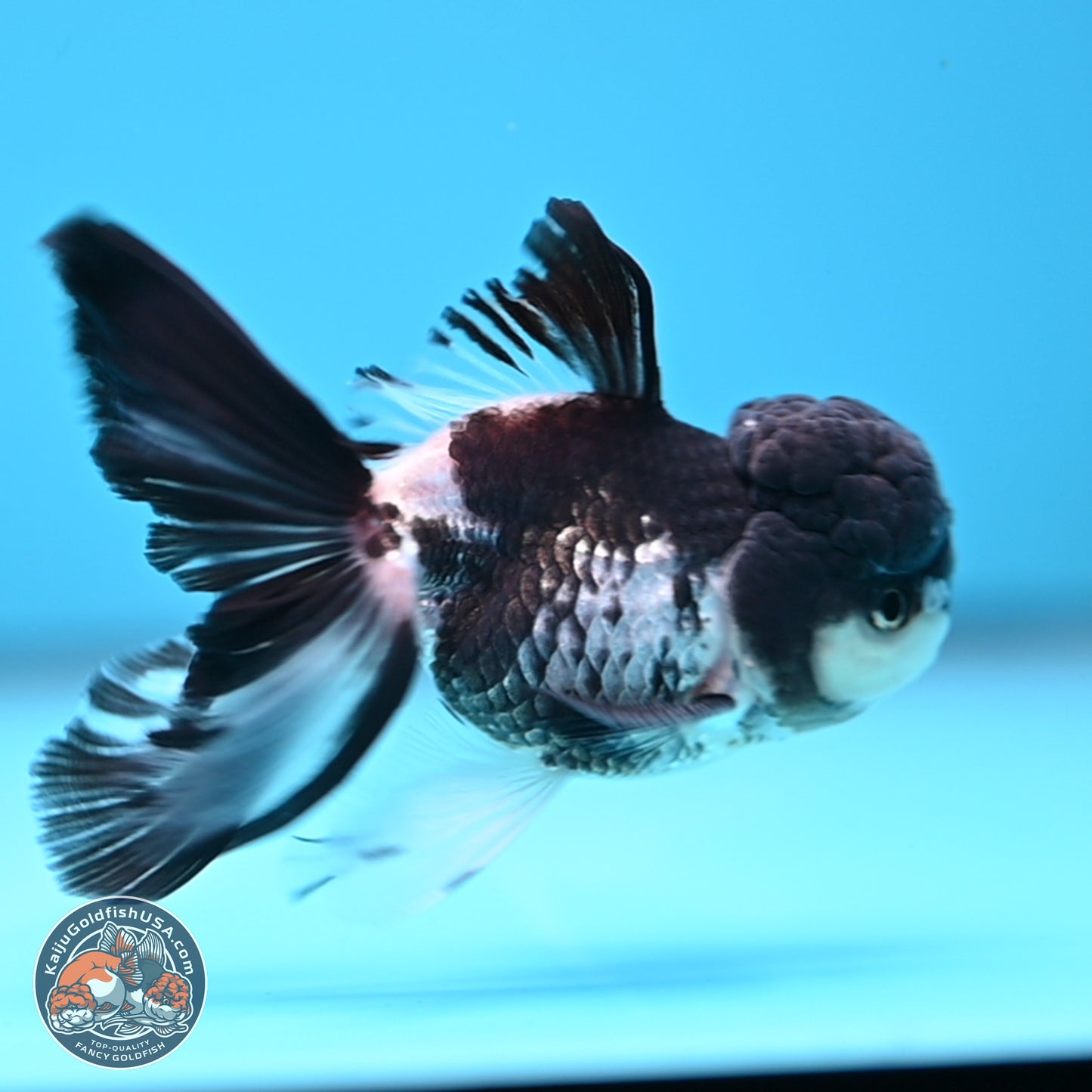 Black Cap Panda Rose Tail Oranda 2.8 inches Body - Male (250314_OR16)