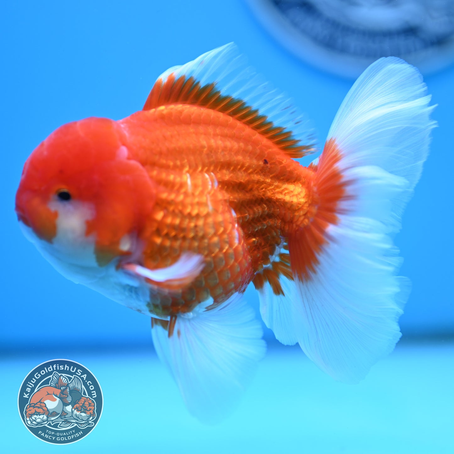Red White Rose Tail Oranda 4 inches Body - Male (250418_OR16)