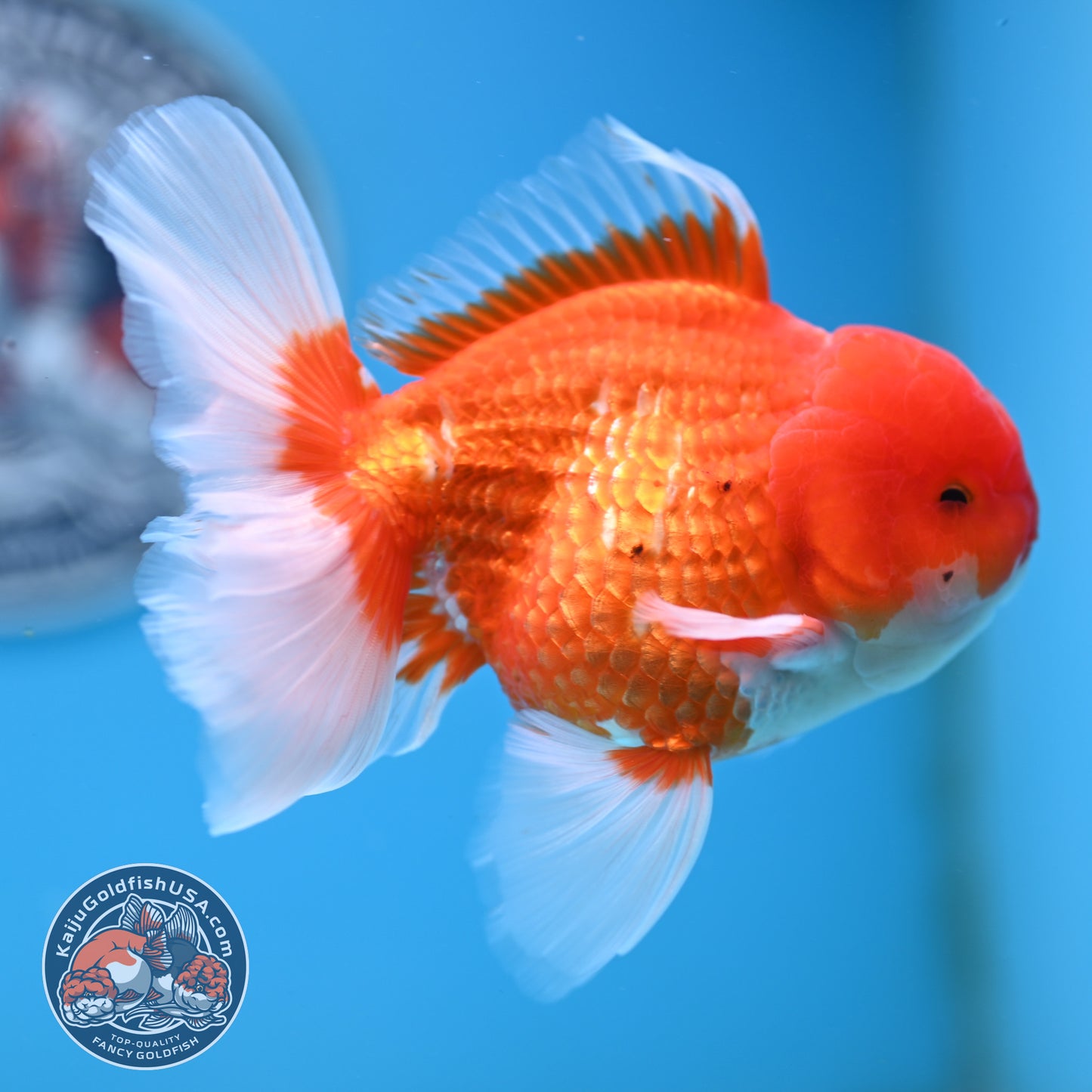 Red White Rose Tail Oranda 4 inches Body - Male (250418_OR16)