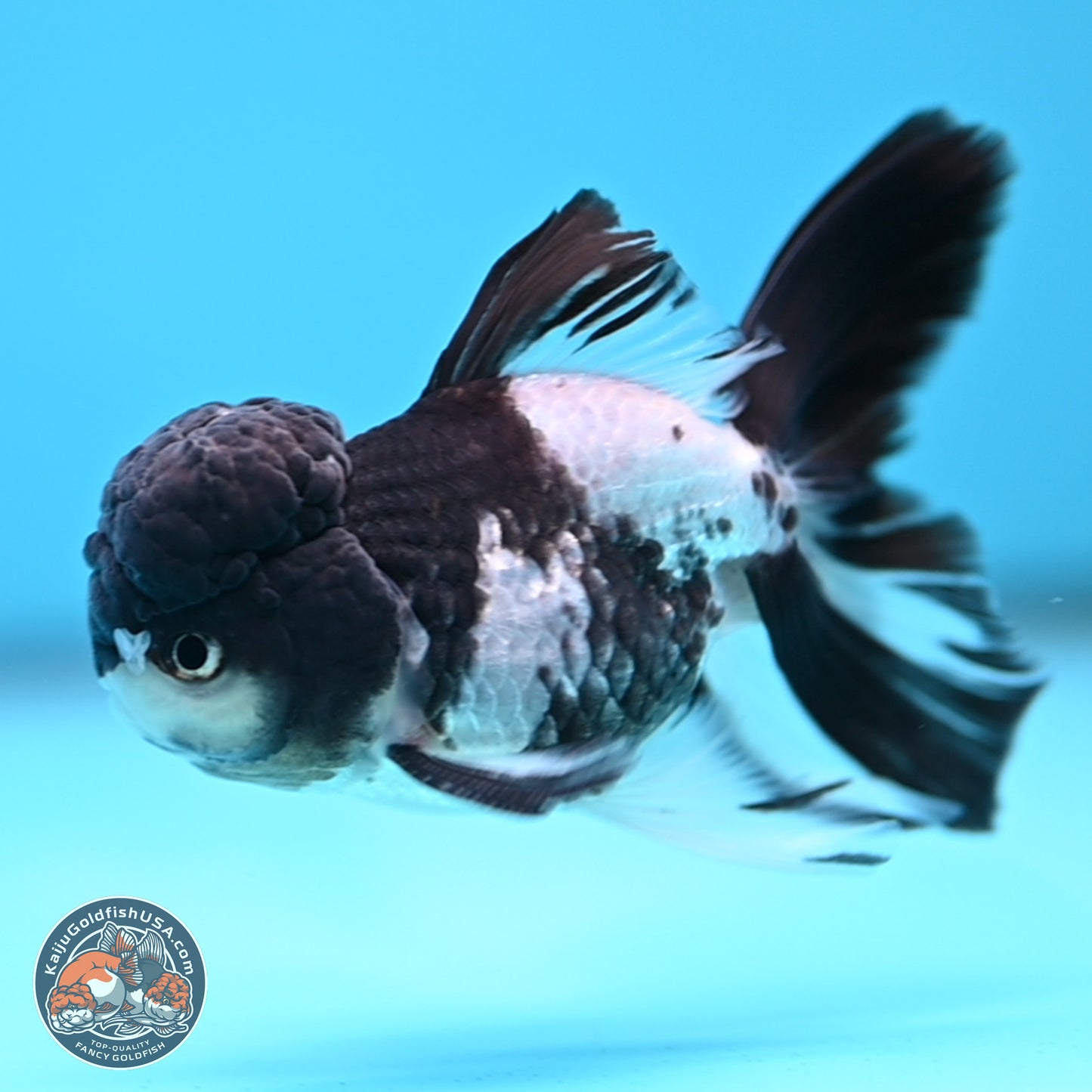 Black Cap Panda Rose Tail Oranda 2.8 inches Body - Male (250314_OR16)