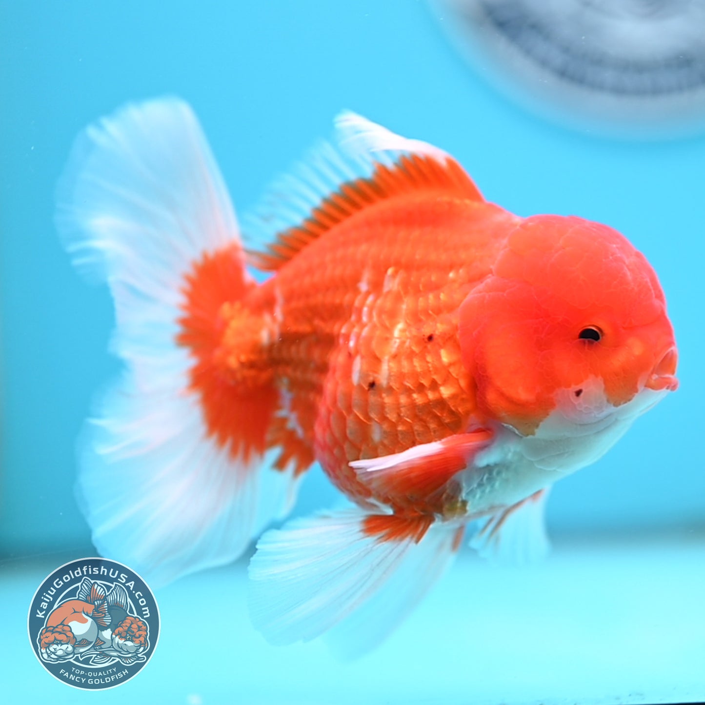 Red White Rose Tail Oranda 4 inches Body - Male (250418_OR16)