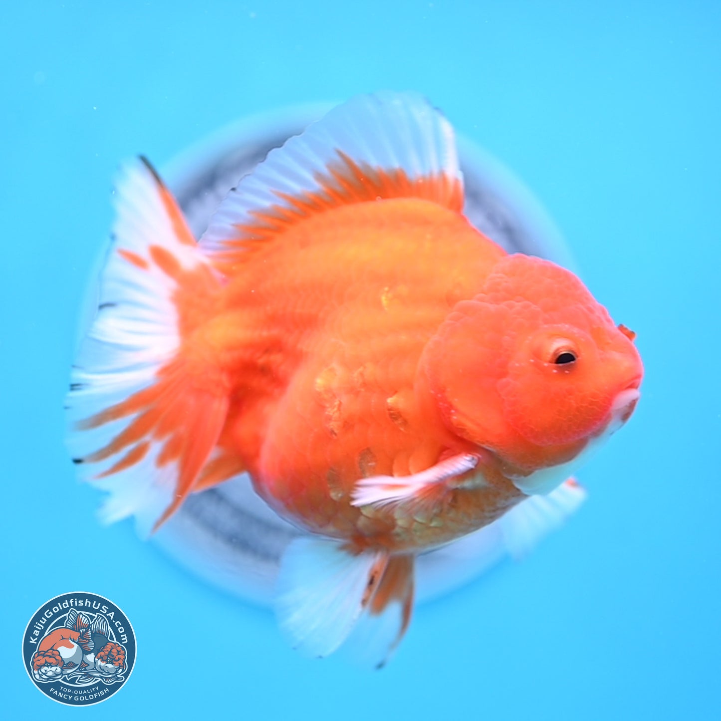 Shogun Sakura Oranda 3.75 inches Body - Male (250207_OR16)