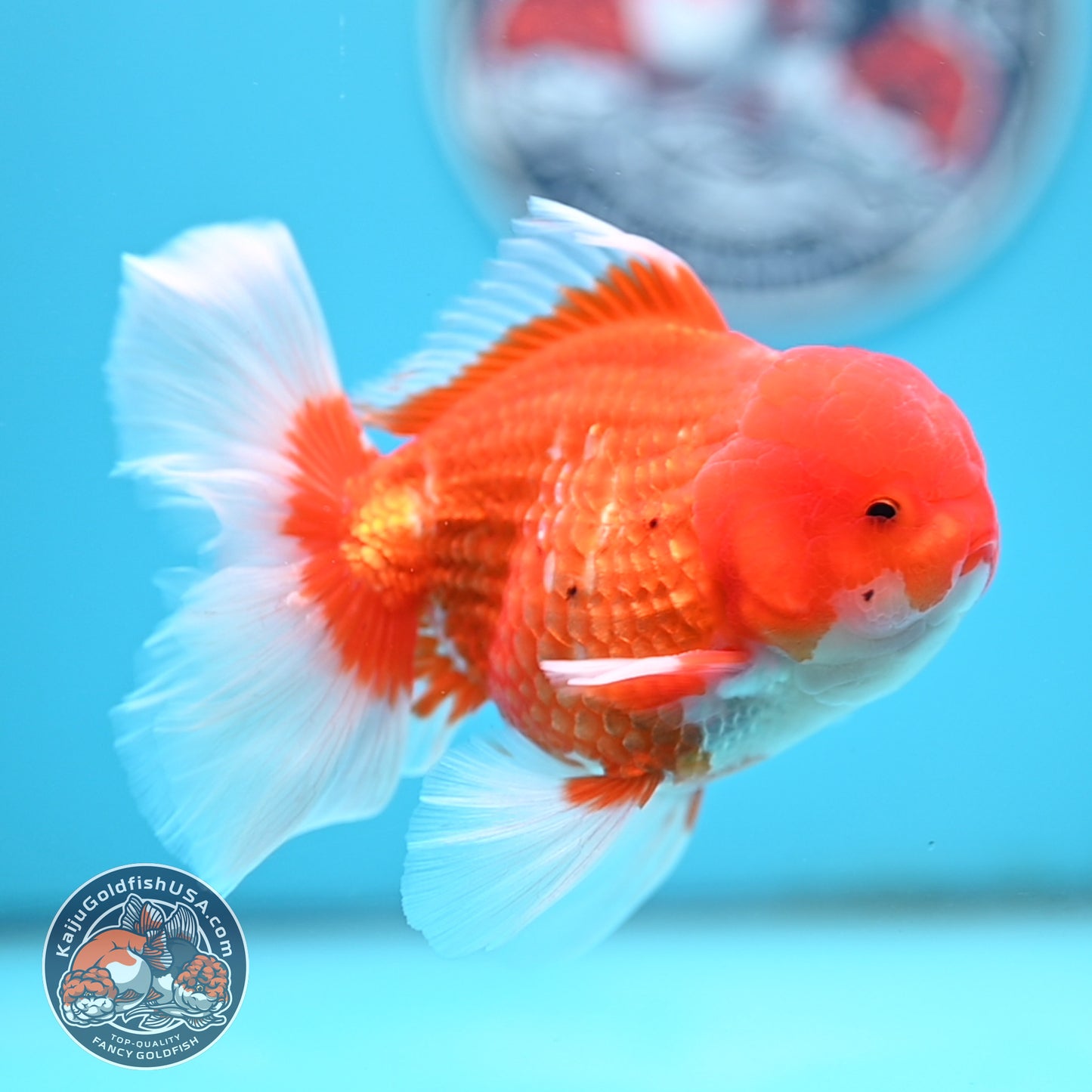 Red White Rose Tail Oranda 4 inches Body - Male (250418_OR16)