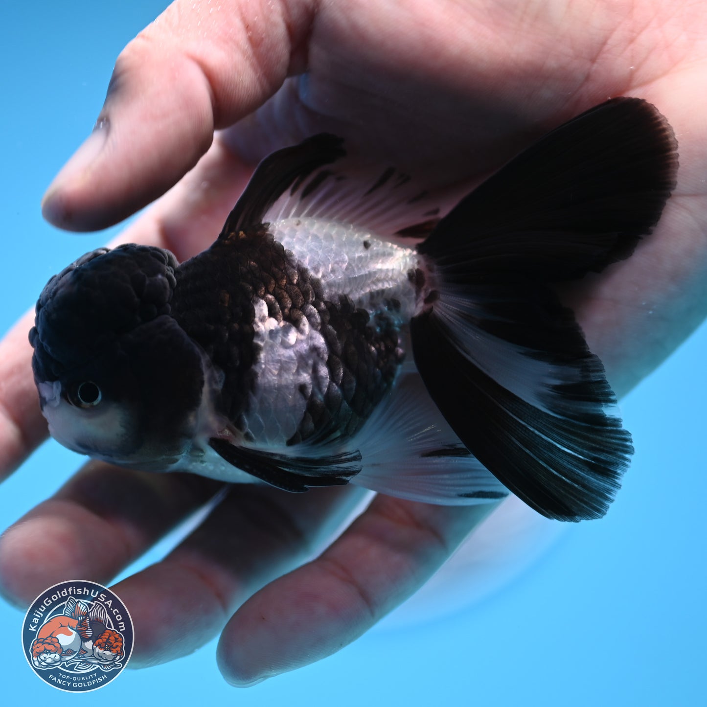 Black Cap Panda Rose Tail Oranda 2.8 inches Body - Male (250314_OR16)
