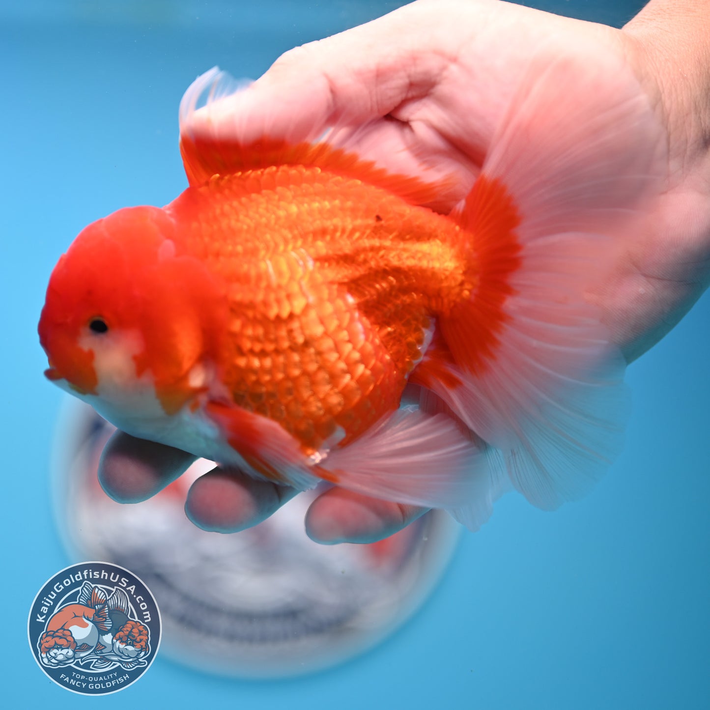Red White Rose Tail Oranda 4 inches Body - Male (250418_OR16)