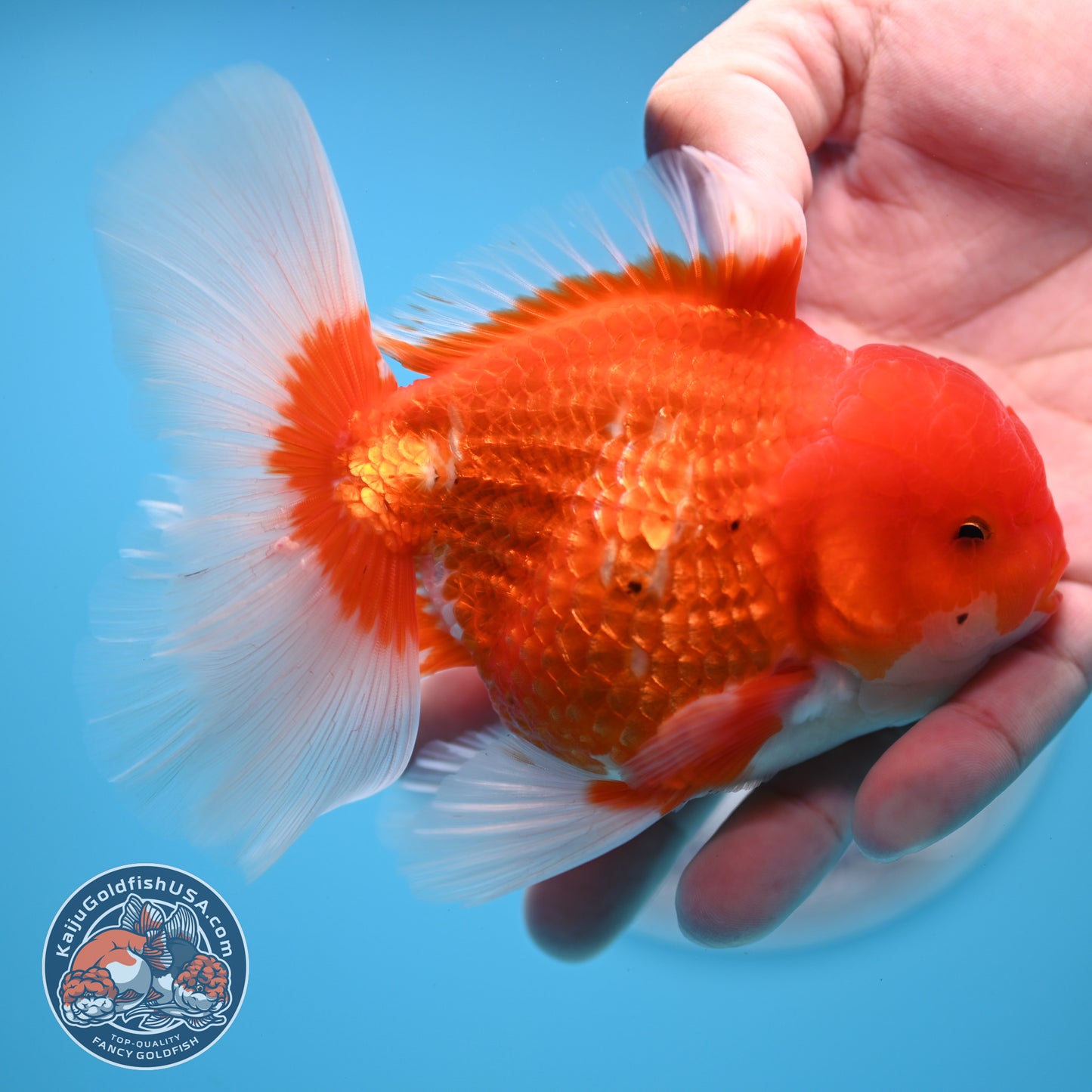 Red White Rose Tail Oranda 4 inches Body - Male (250418_OR16)