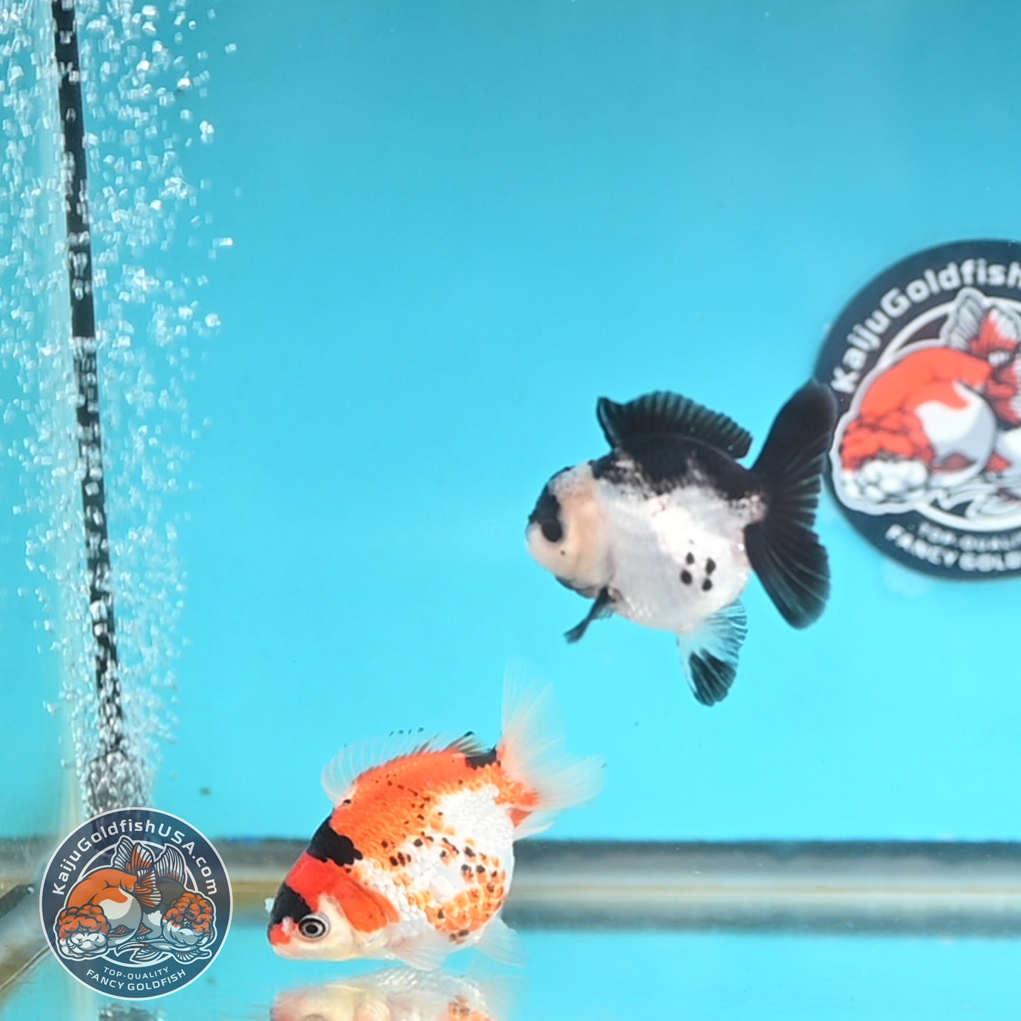 2-Pack Oranda 3 inches Body (250509_OR16)