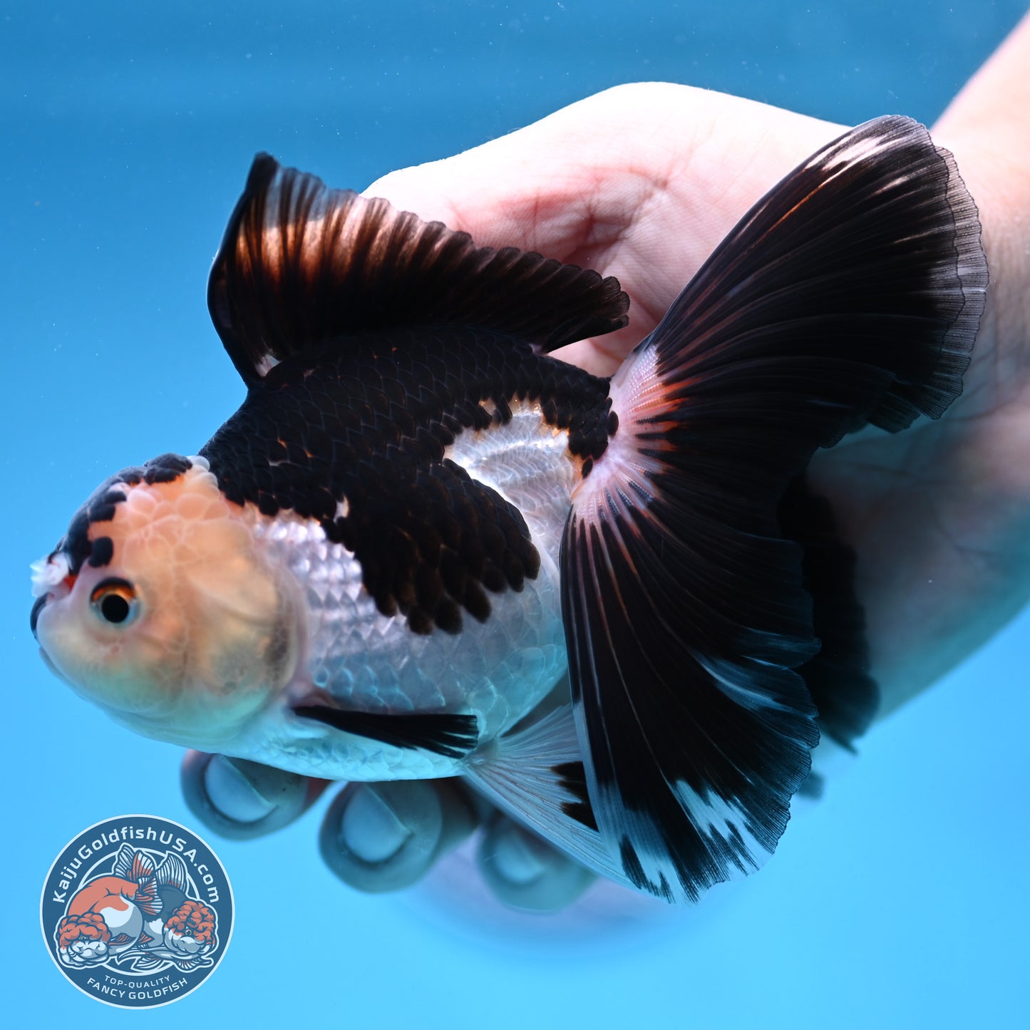 Panda Butterfly Tail Oranda 3.5 inch Body (250912_OR17)