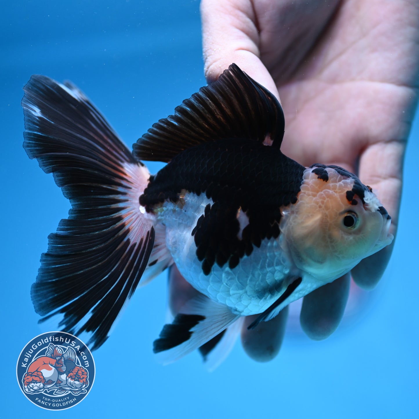Panda Butterfly Tail Oranda 3.5 inch Body (250912_OR17)