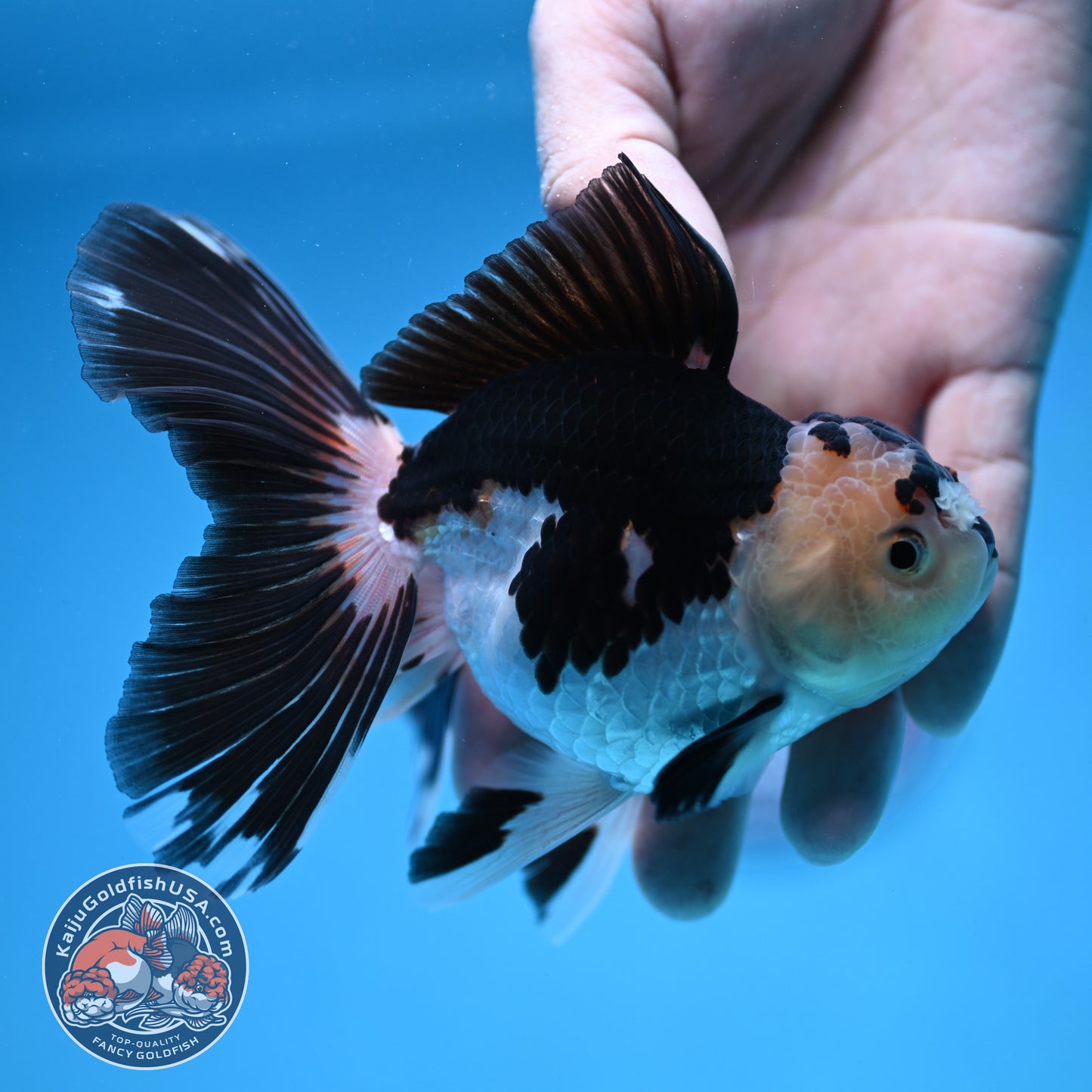 Panda Butterfly Tail Oranda 3.5 inch Body (250912_OR17)