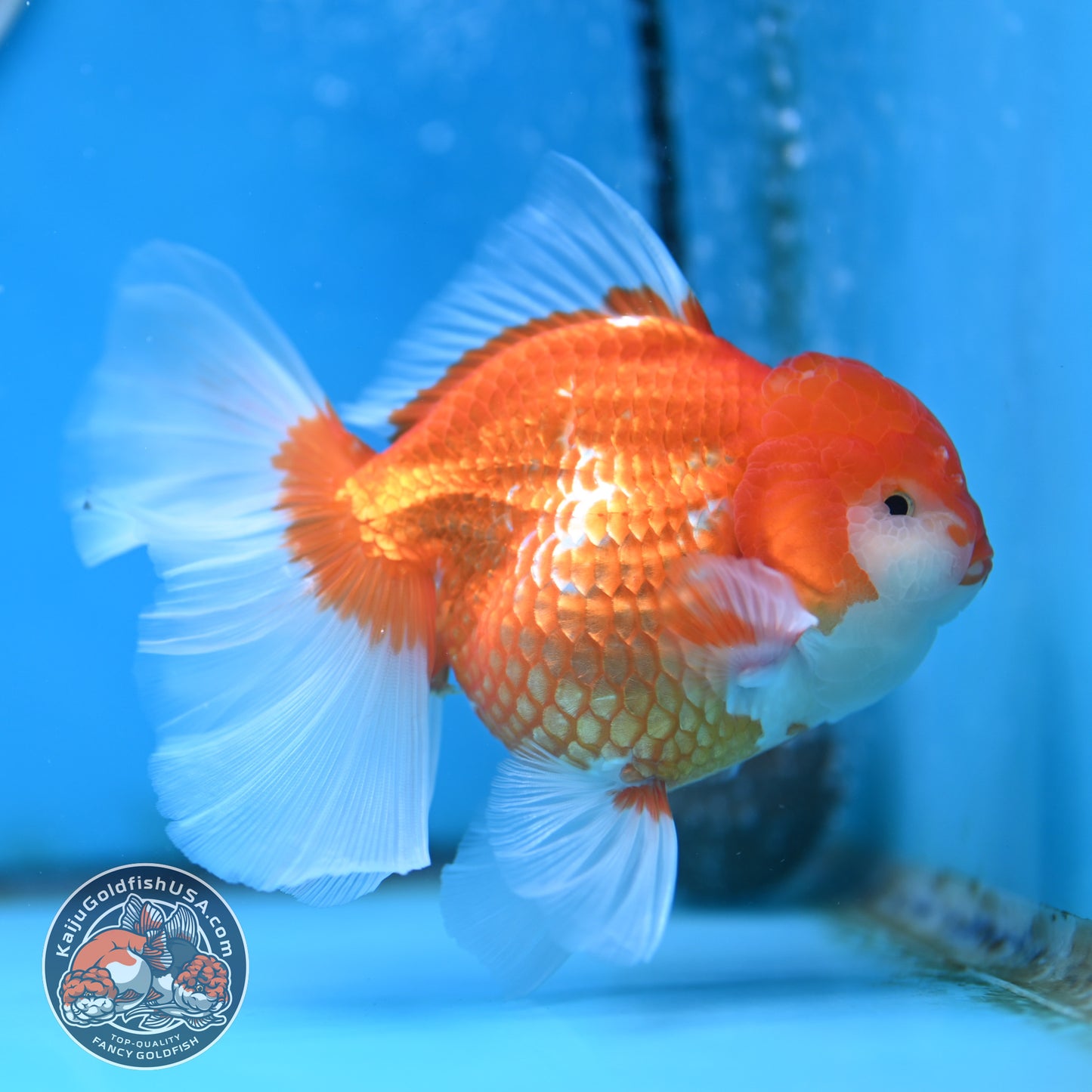 Red White Rose Tail Oranda 4 inches Body - Female (250418_OR17)