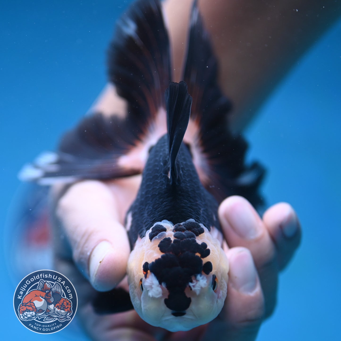 Panda Butterfly Tail Oranda 3.5 inch Body (250912_OR17)
