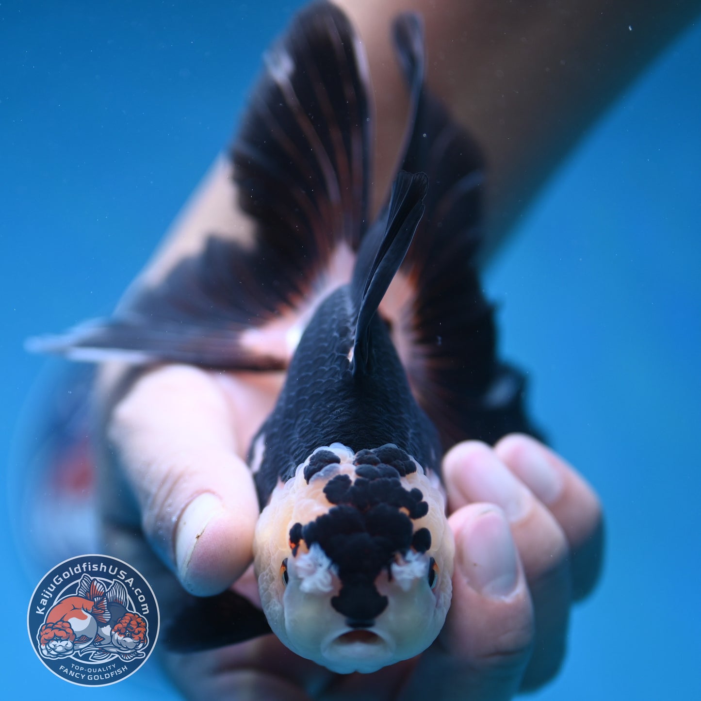 Panda Butterfly Tail Oranda 3.5 inch Body (250912_OR17)