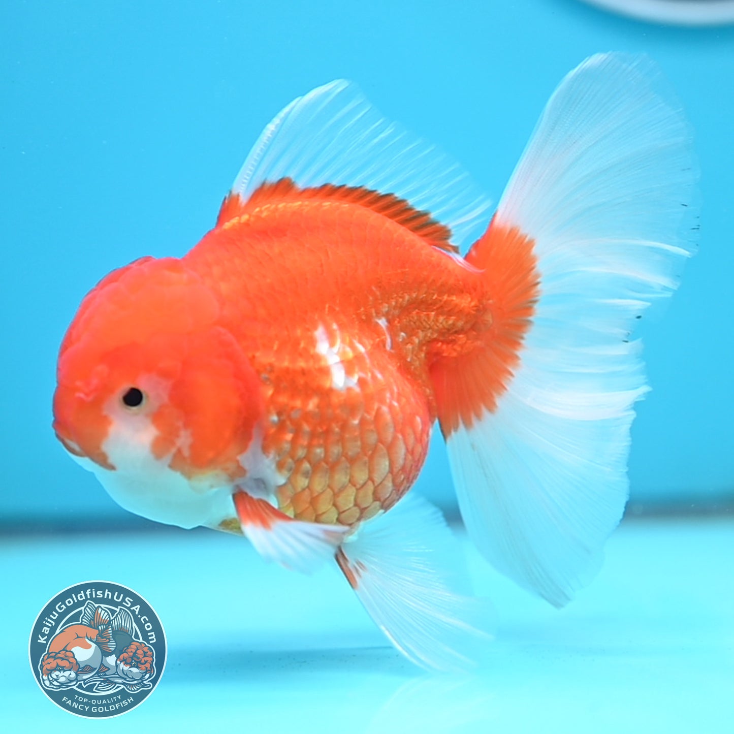Red White Rose Tail Oranda 4 inches Body - Female (250418_OR17)