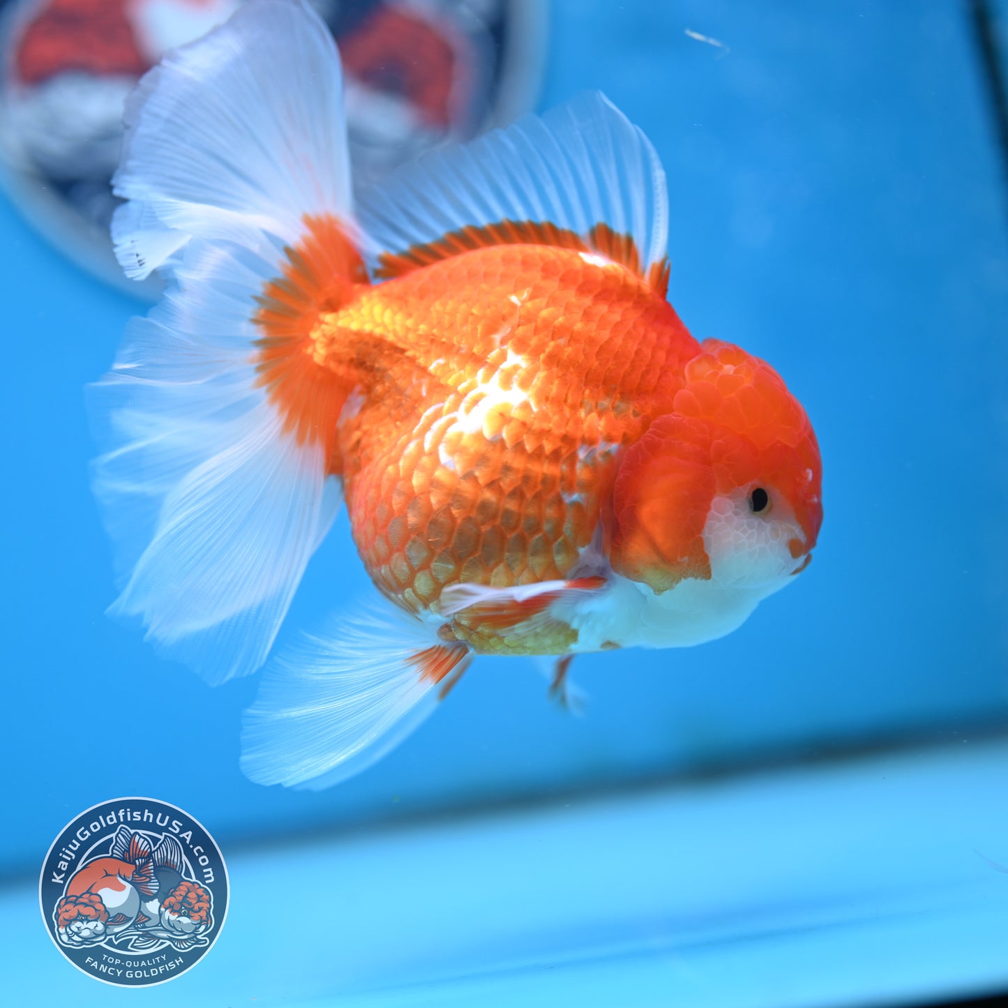 Red White Rose Tail Oranda 4 inches Body - Female (250418_OR17)