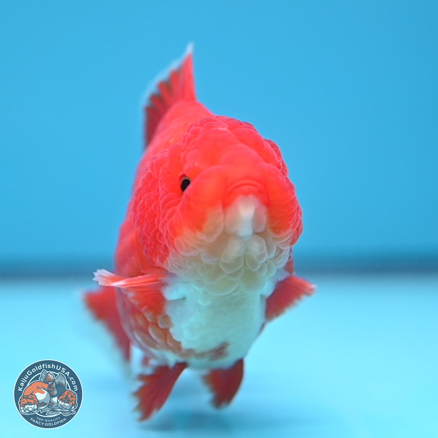 Red White YuanBao Oranda 4.5 inches (241018_OR17) - Kaiju Goldfish USA