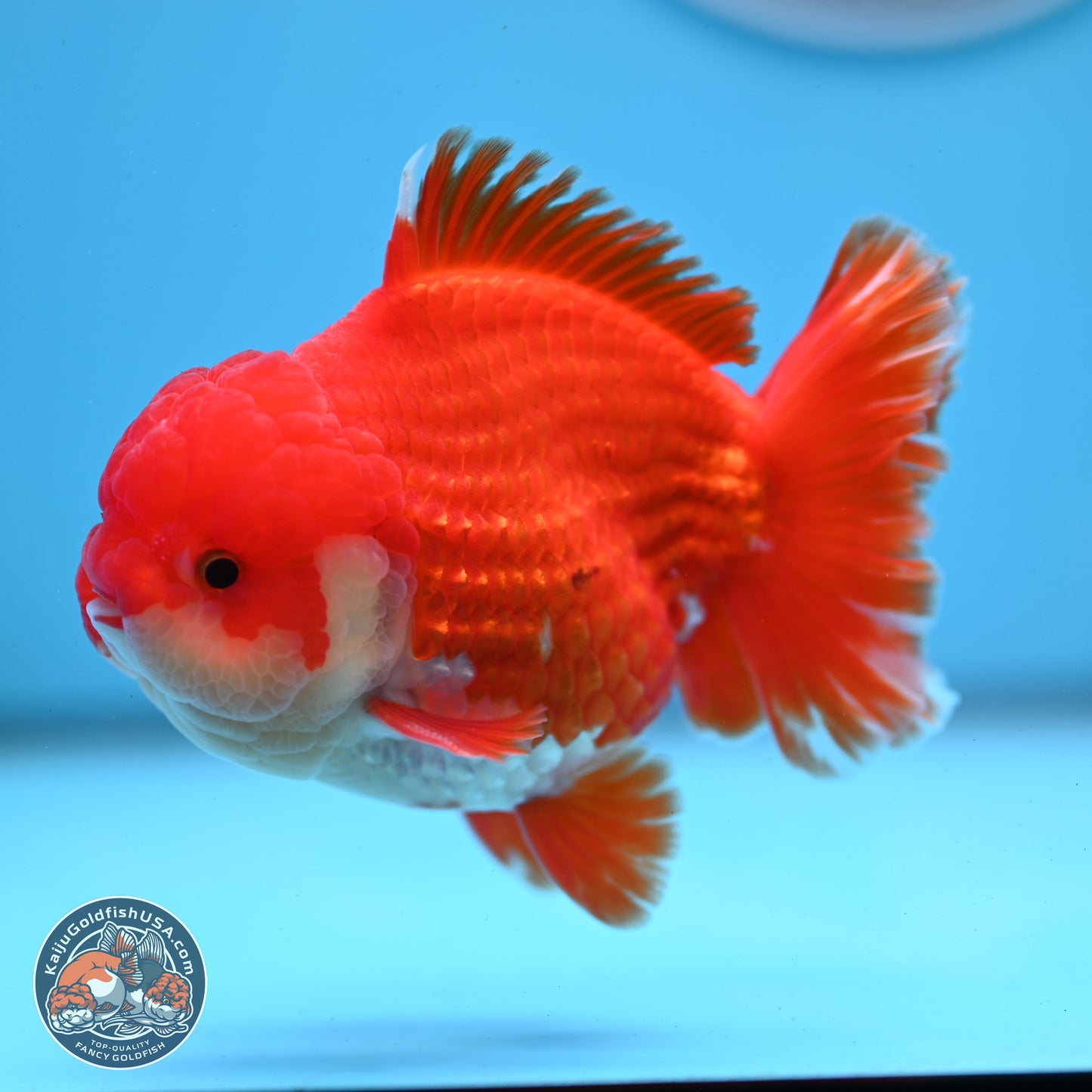 Red White YuanBao Oranda 3.5 inches Body - Male (250307_OR17)