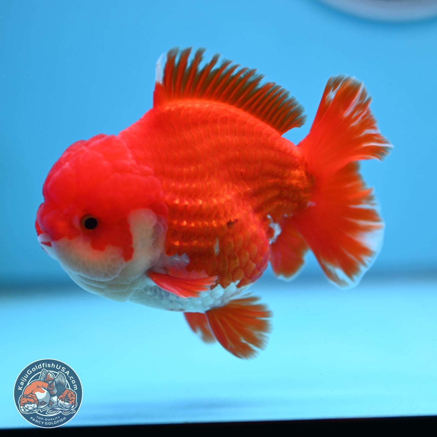 Red White YuanBao Oranda 3.5 inches Body - Male (250307_OR17)
