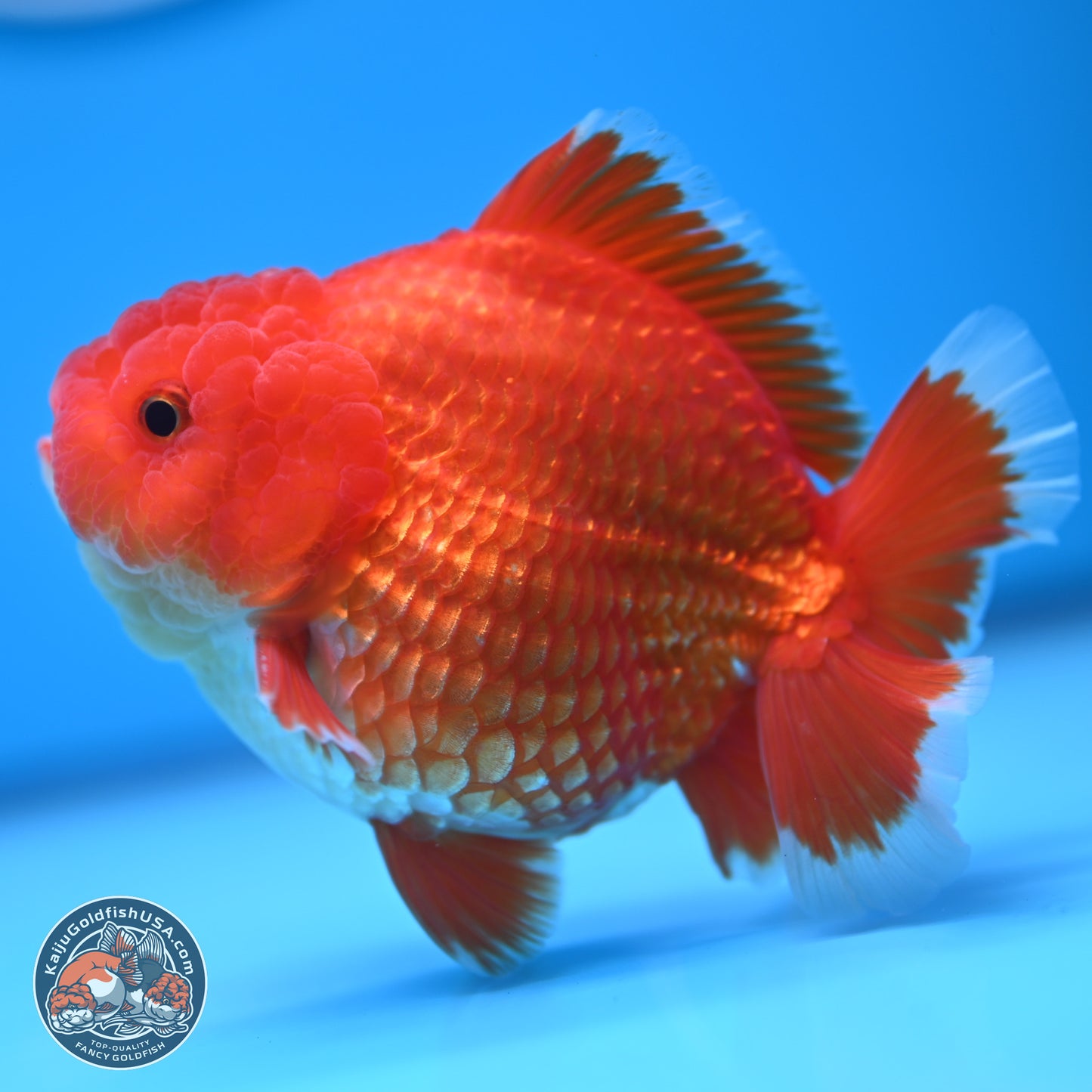 Red White YuanBao Oranda 4.5 inches (241018_OR17) - Kaiju Goldfish USA