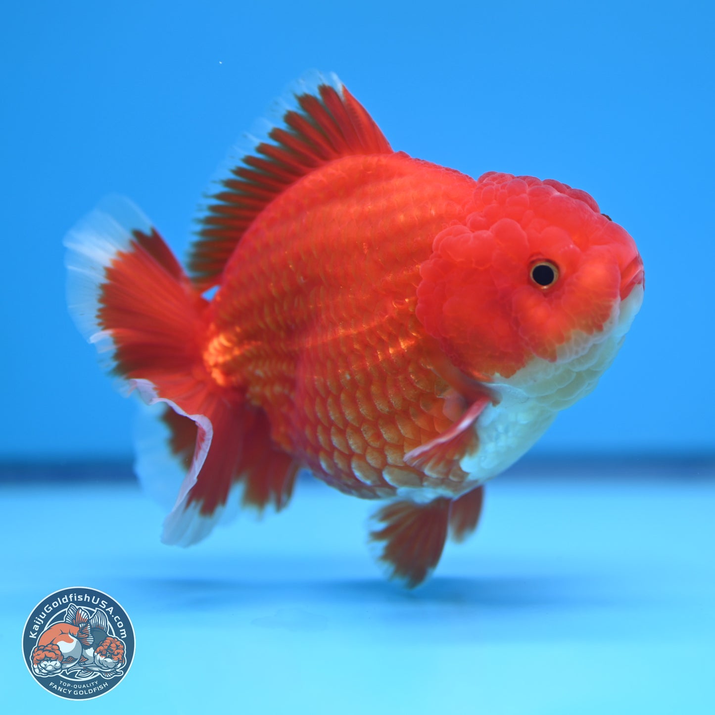 Red White YuanBao Oranda 4.5 inches (241018_OR17) - Kaiju Goldfish USA