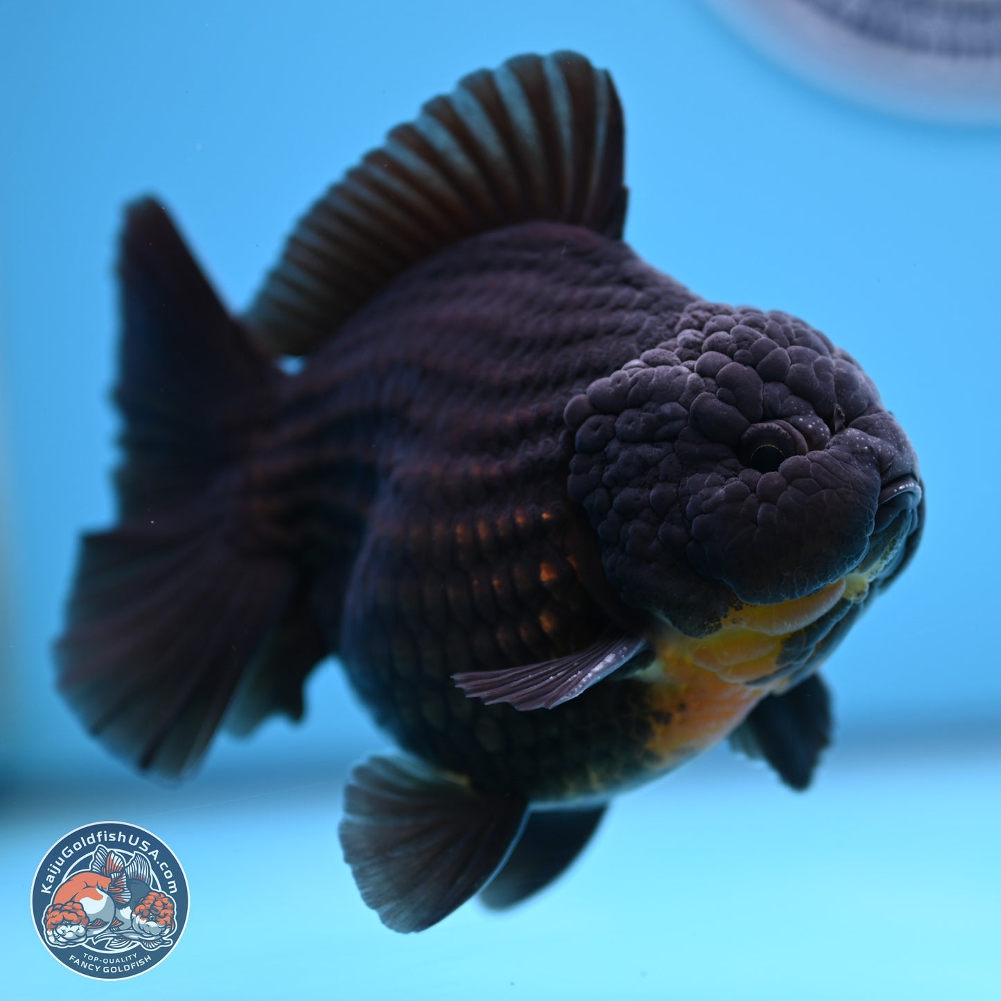 Black YuanBao Oranda 4 inches Body - Male (250314_OR17)