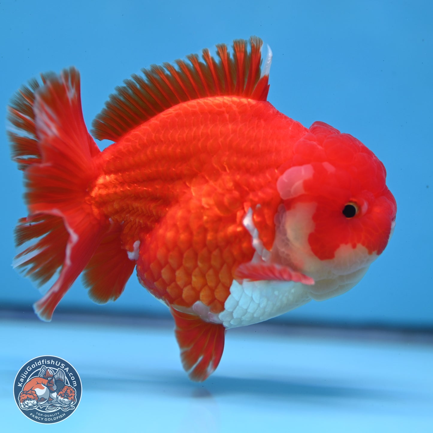Red White YuanBao Oranda 3.5 inches Body - Male (250307_OR17)
