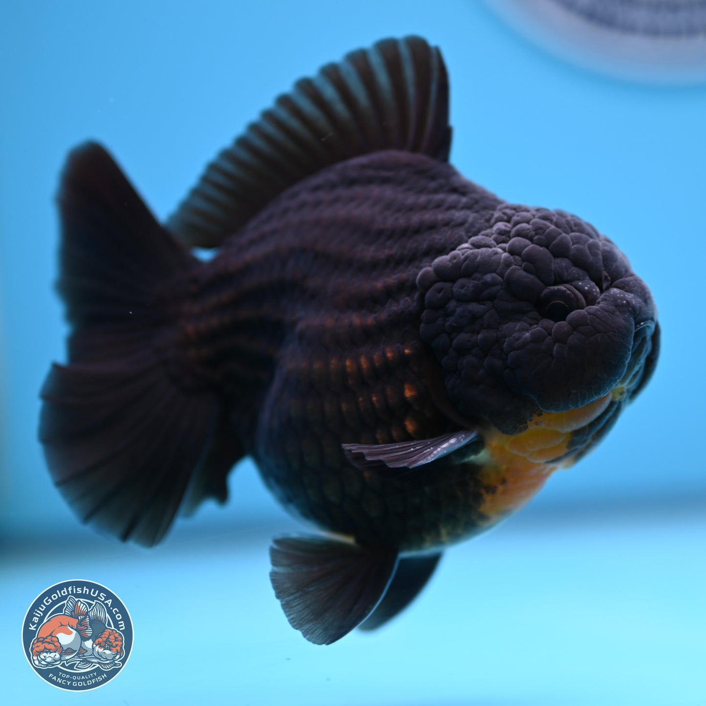 Black YuanBao Oranda 4 inches Body - Male (250314_OR17)