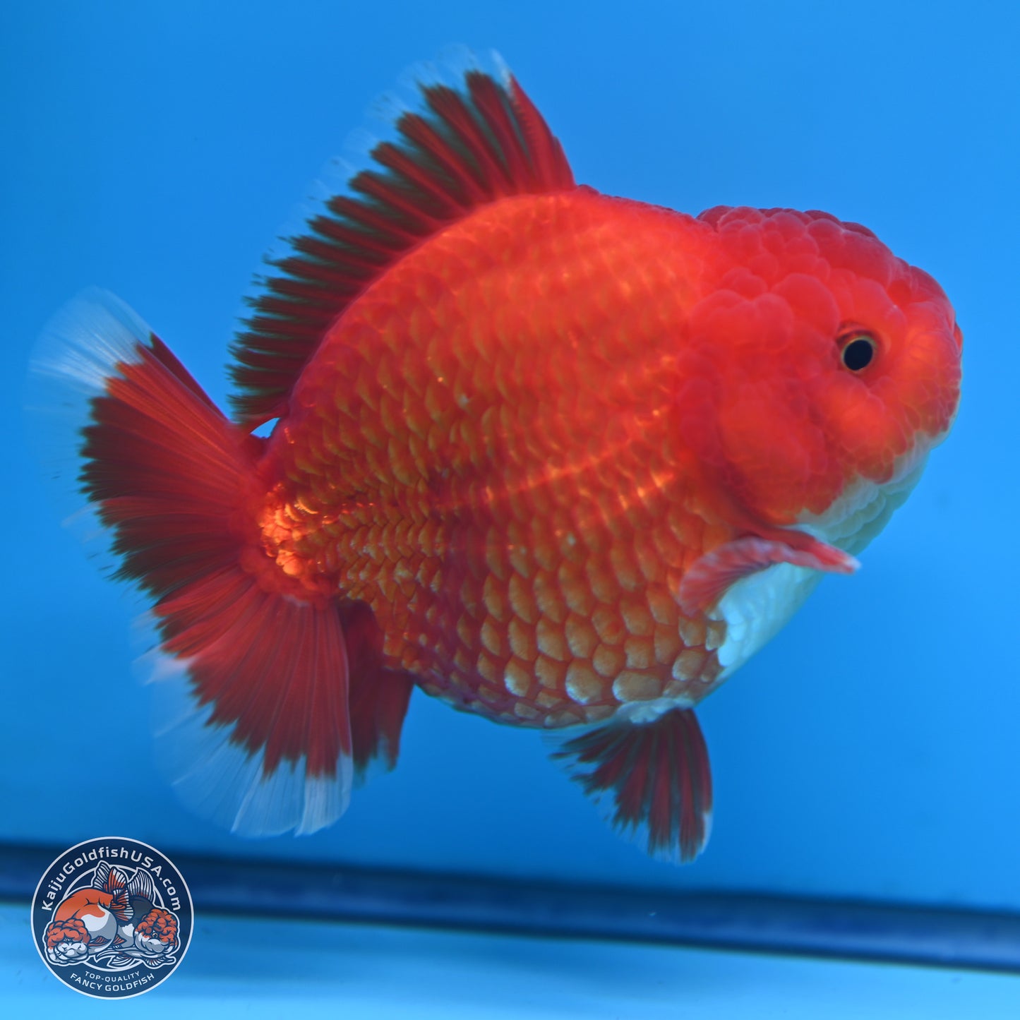 Red White YuanBao Oranda 4.5 inches (241018_OR17) - Kaiju Goldfish USA