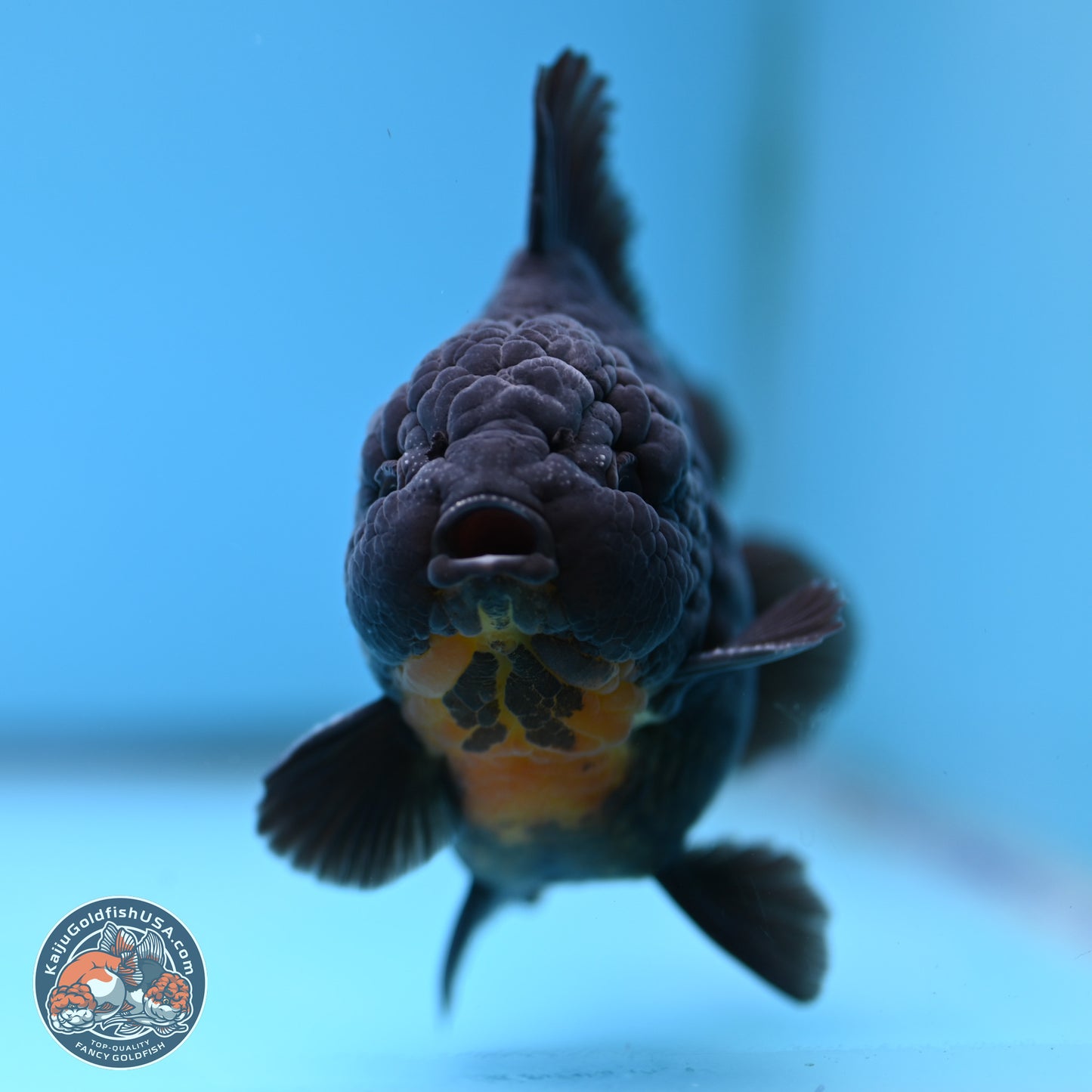 Black YuanBao Oranda 4 inches Body - Male (250314_OR17)