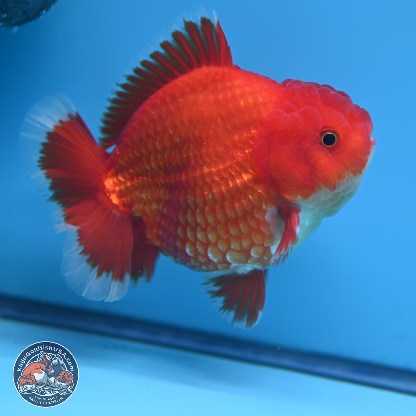 Red White YuanBao Oranda 4.5 inches (241018_OR17) - Kaiju Goldfish USA