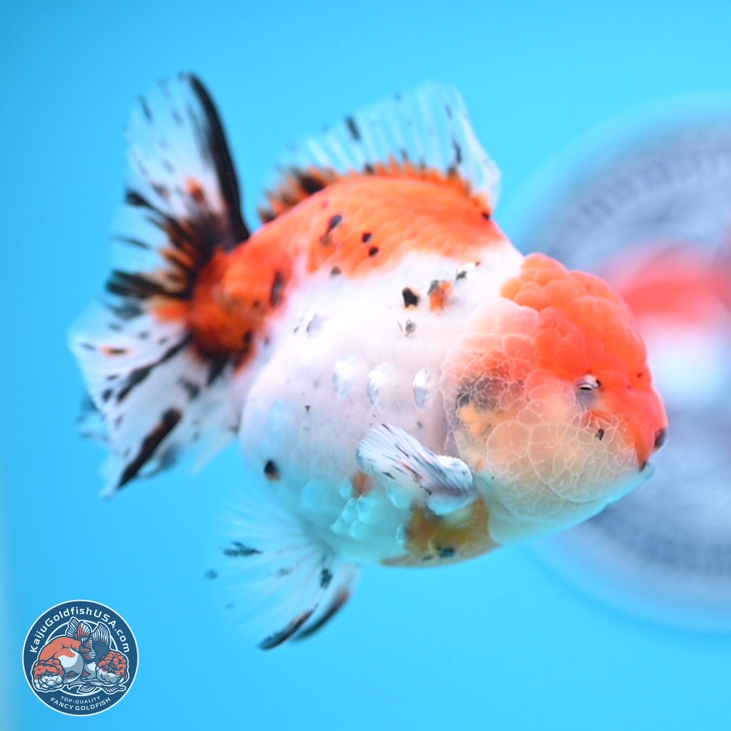Shogun Calico Oranda 3.75 inches Body - Male (250207_OR17)