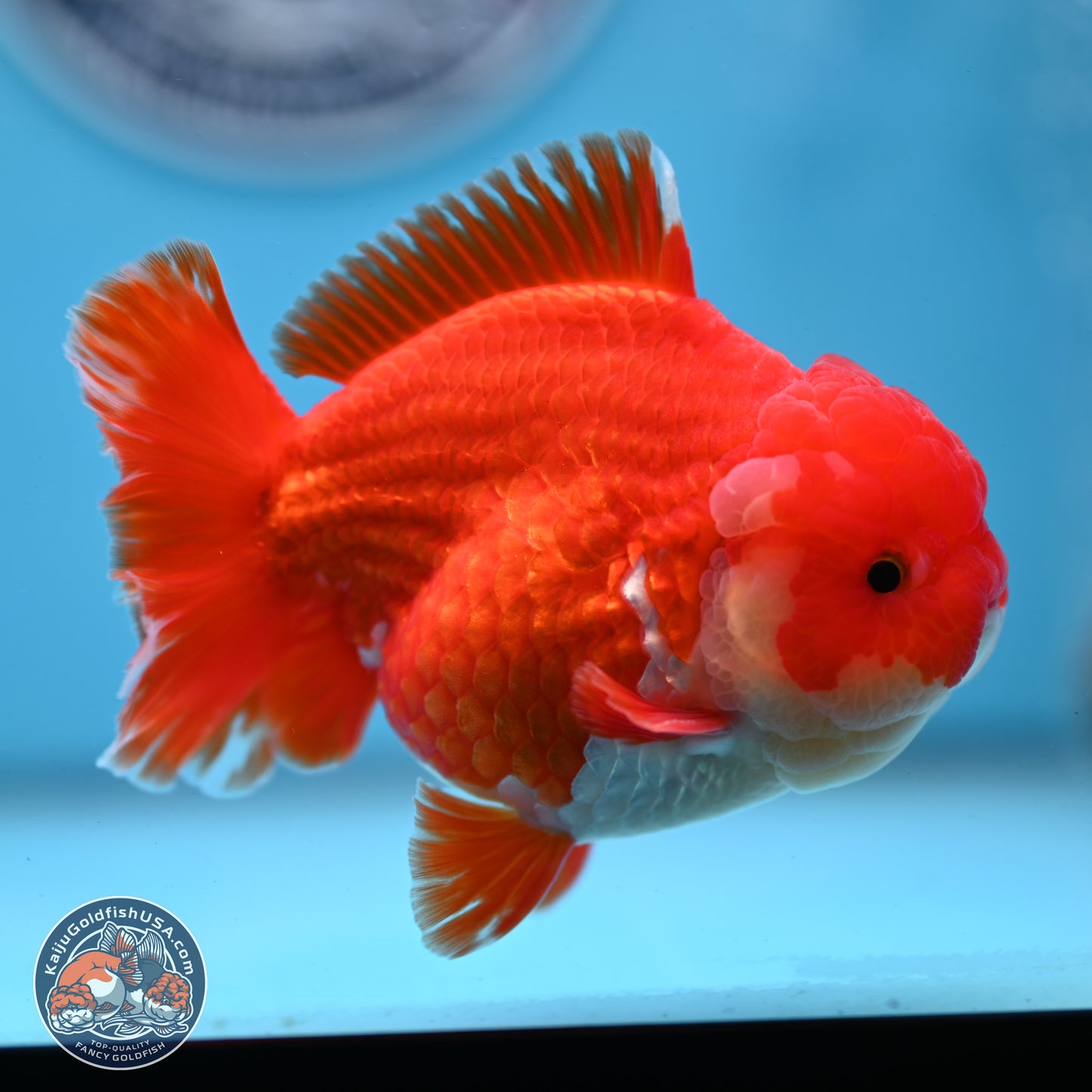 Red White YuanBao Oranda 3.5 inches Body - Male (250307_OR17)