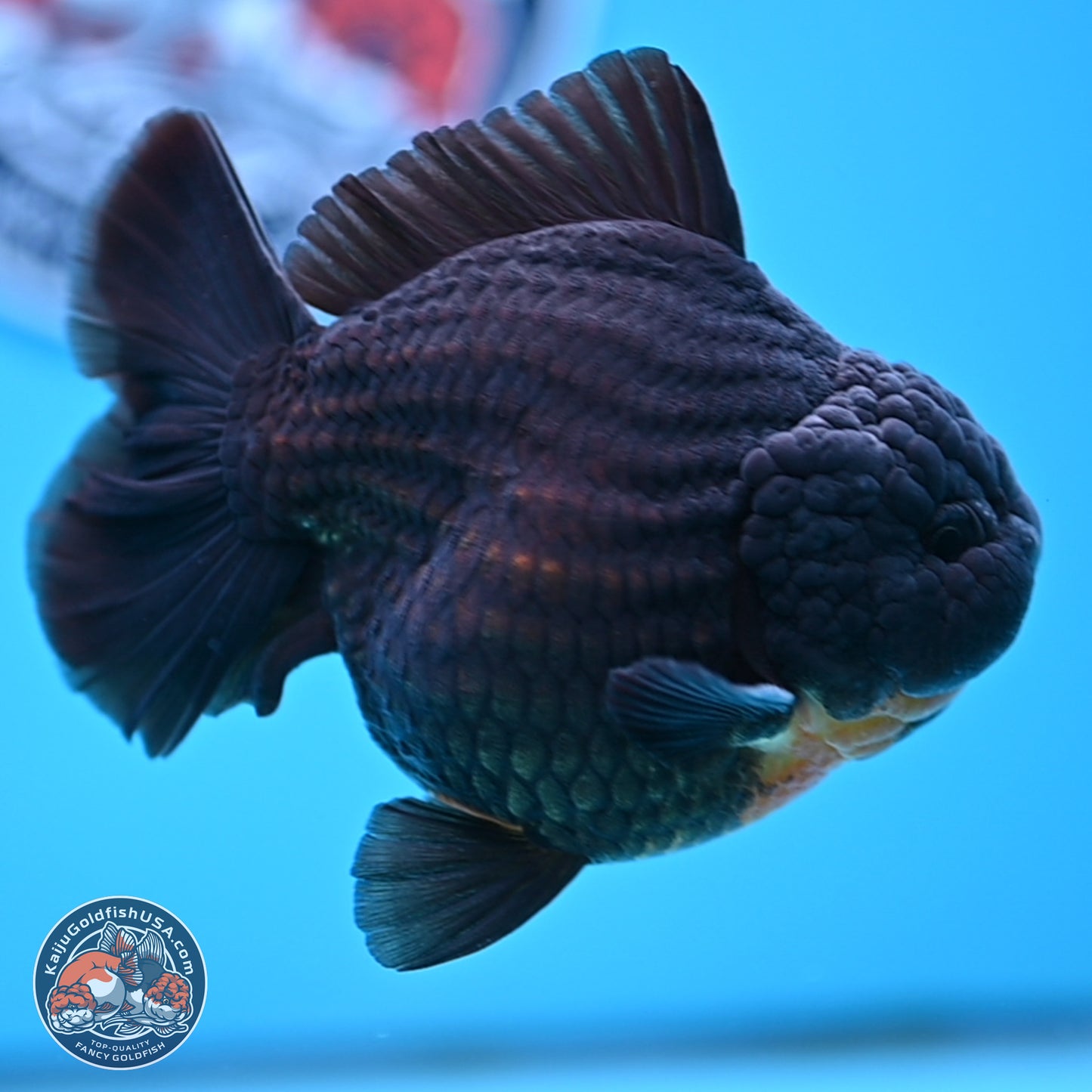 Black YuanBao Oranda 4 inches Body - Male (250314_OR17)