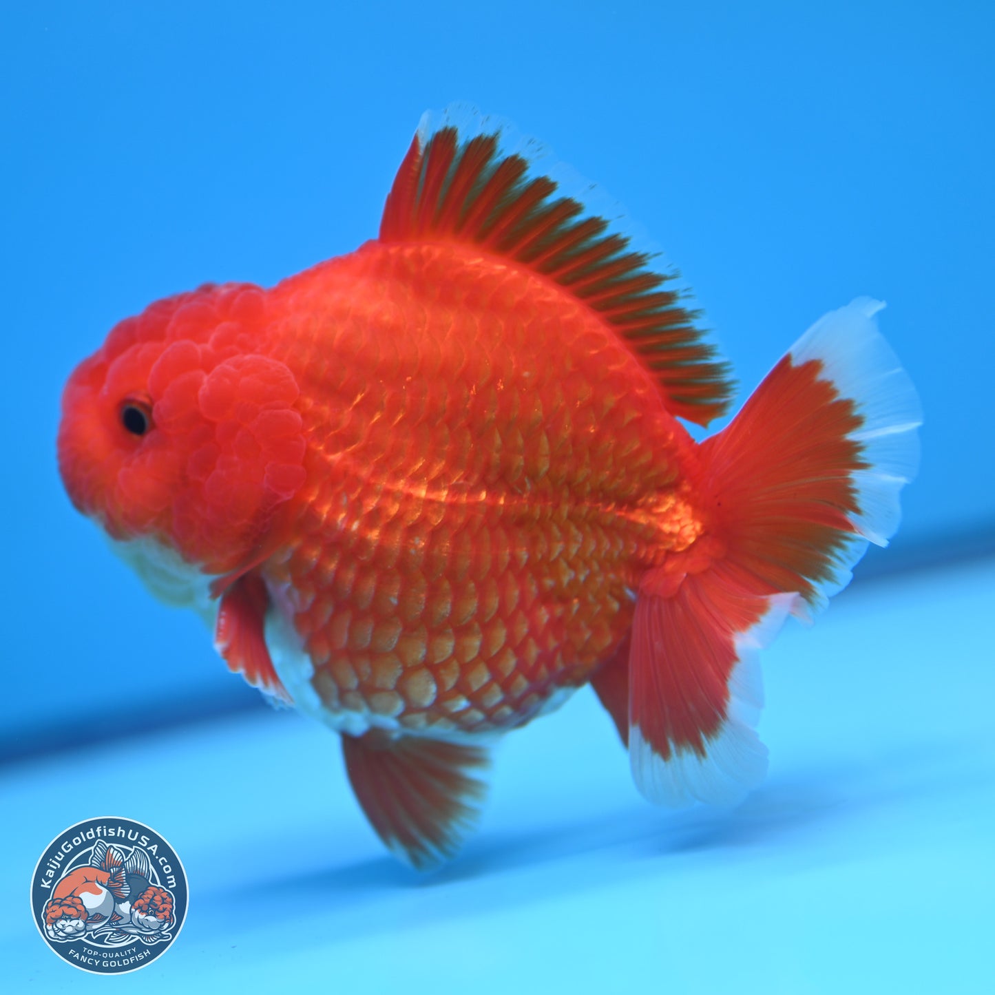 Red White YuanBao Oranda 4.5 inches (241018_OR17) - Kaiju Goldfish USA