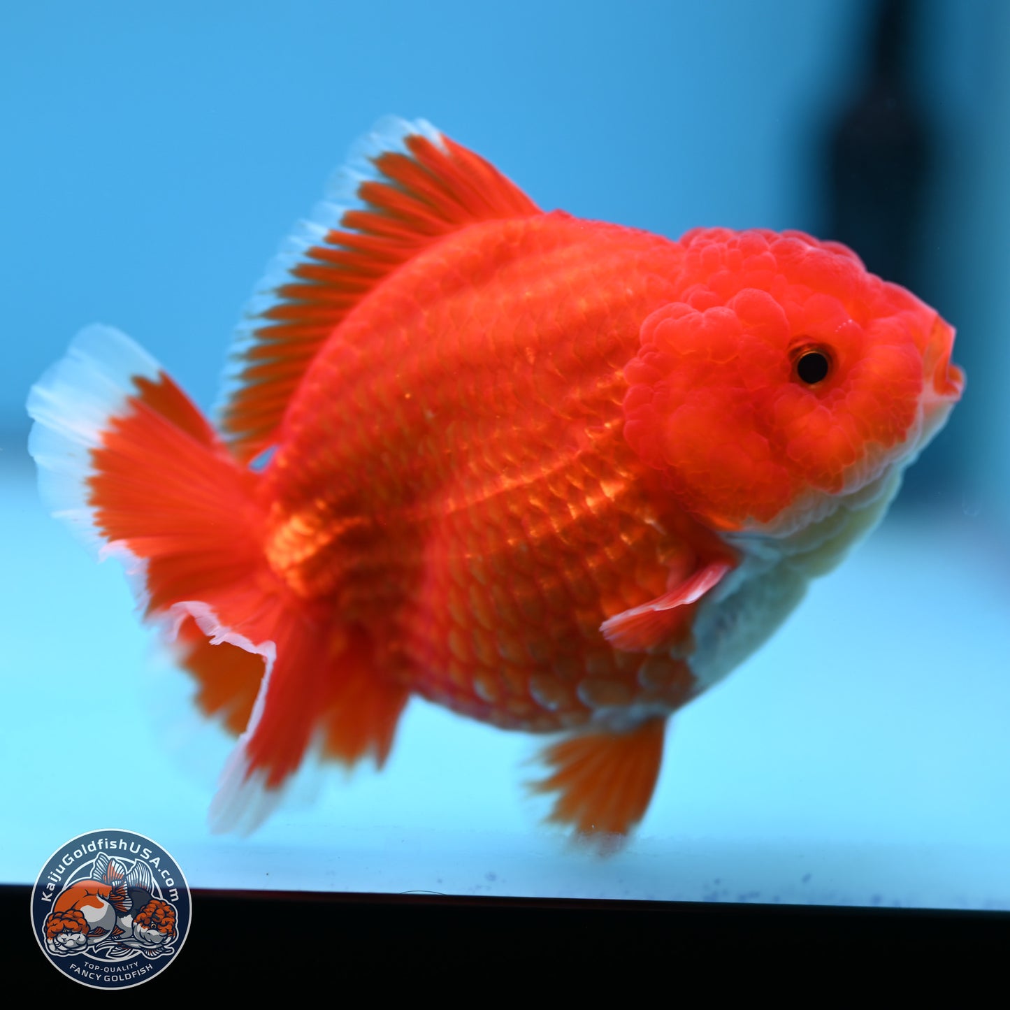 Red White YuanBao Oranda 4.5 inches (241018_OR17) - Kaiju Goldfish USA