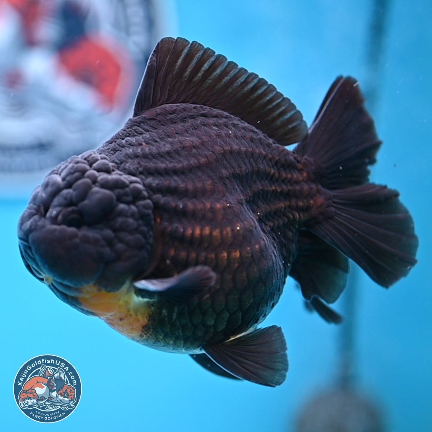 Black YuanBao Oranda 4 inches Body - Male (250314_OR17)