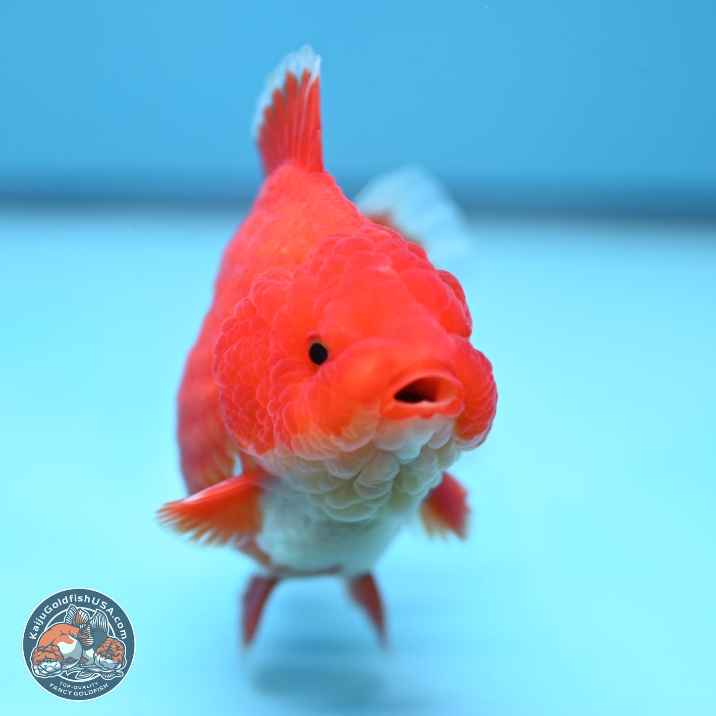 Red White YuanBao Oranda 4.5 inches (241018_OR17) - Kaiju Goldfish USA
