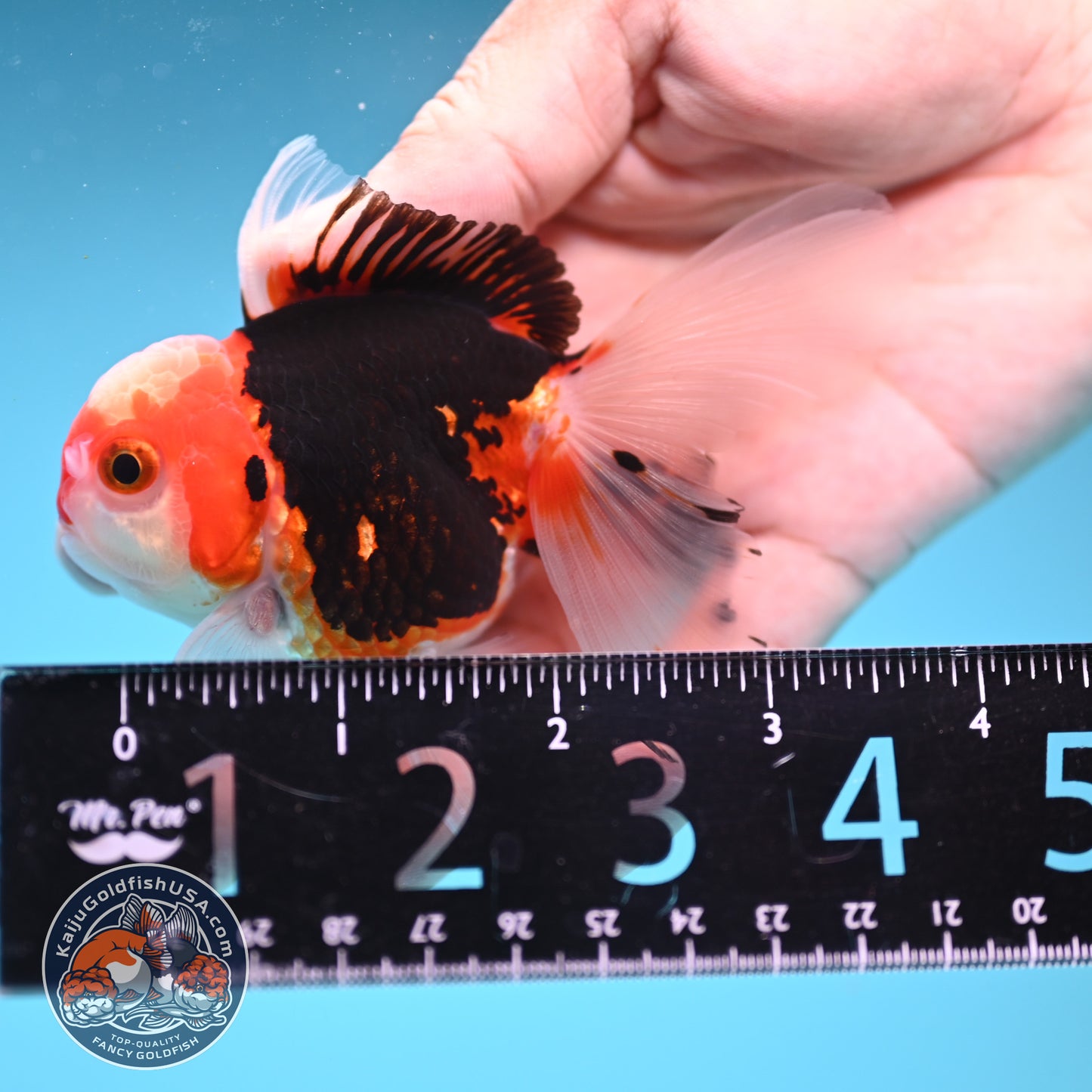 Tricolor Rose Tail Oranda 2.5 inch Body (250822_OR17)