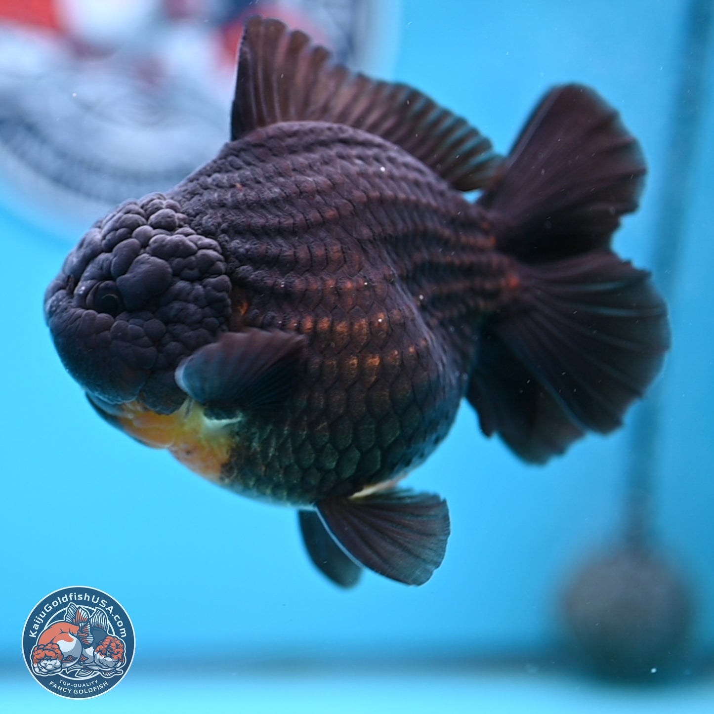Black YuanBao Oranda 4 inches Body - Male (250314_OR17)