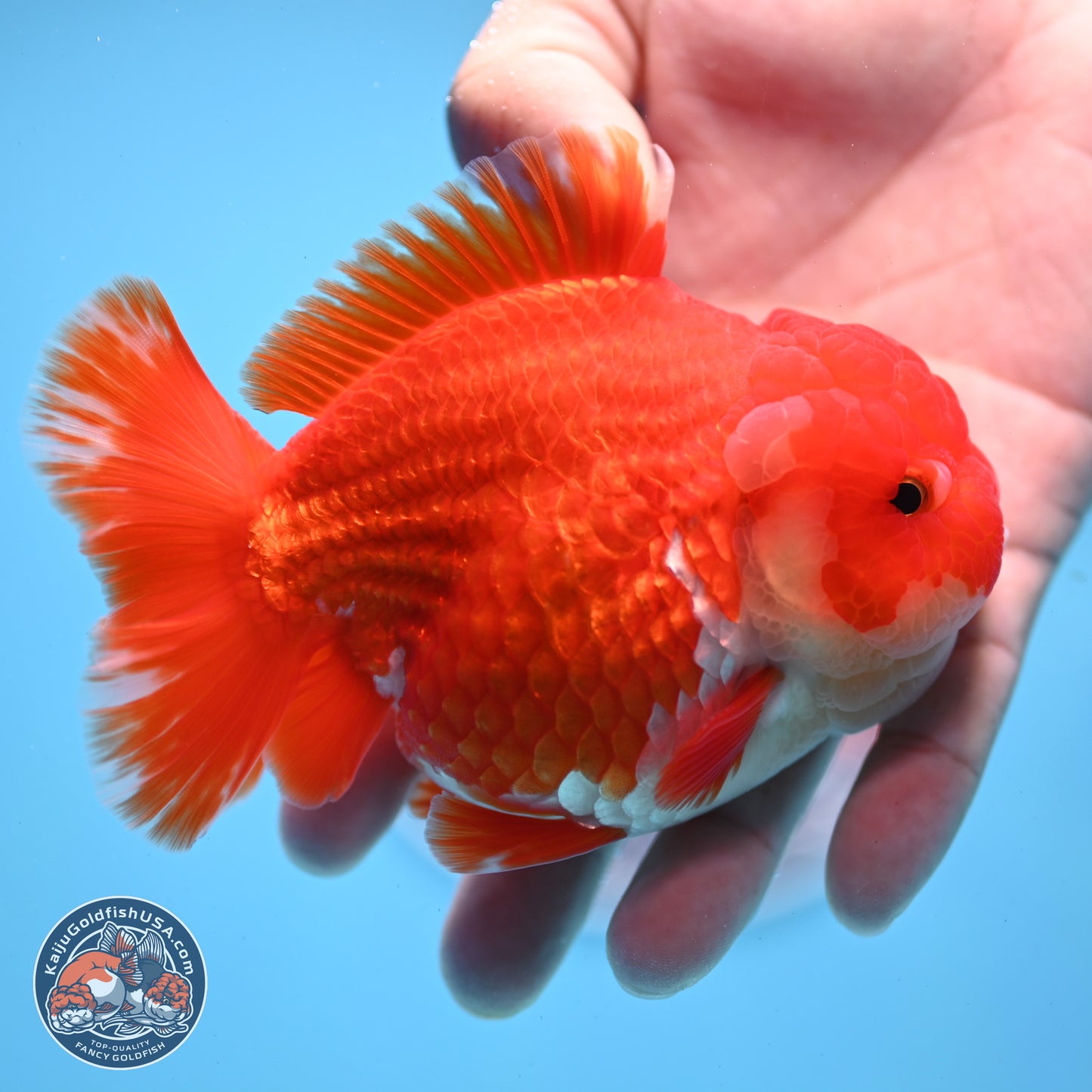 Red White YuanBao Oranda 3.5 inches Body - Male (250307_OR17)